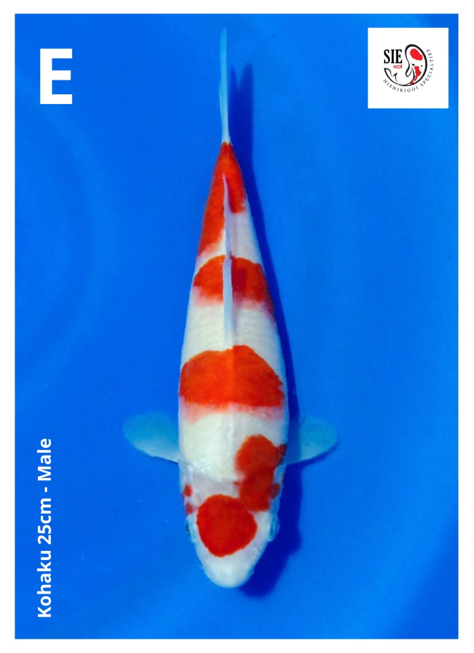 KOHAKU 25cm