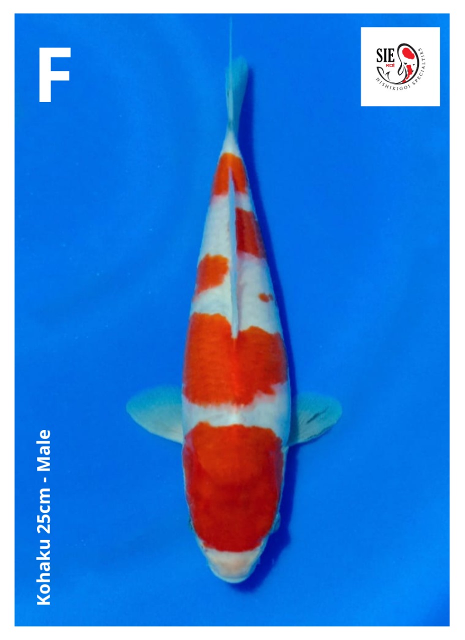 KOHAKU 25cm