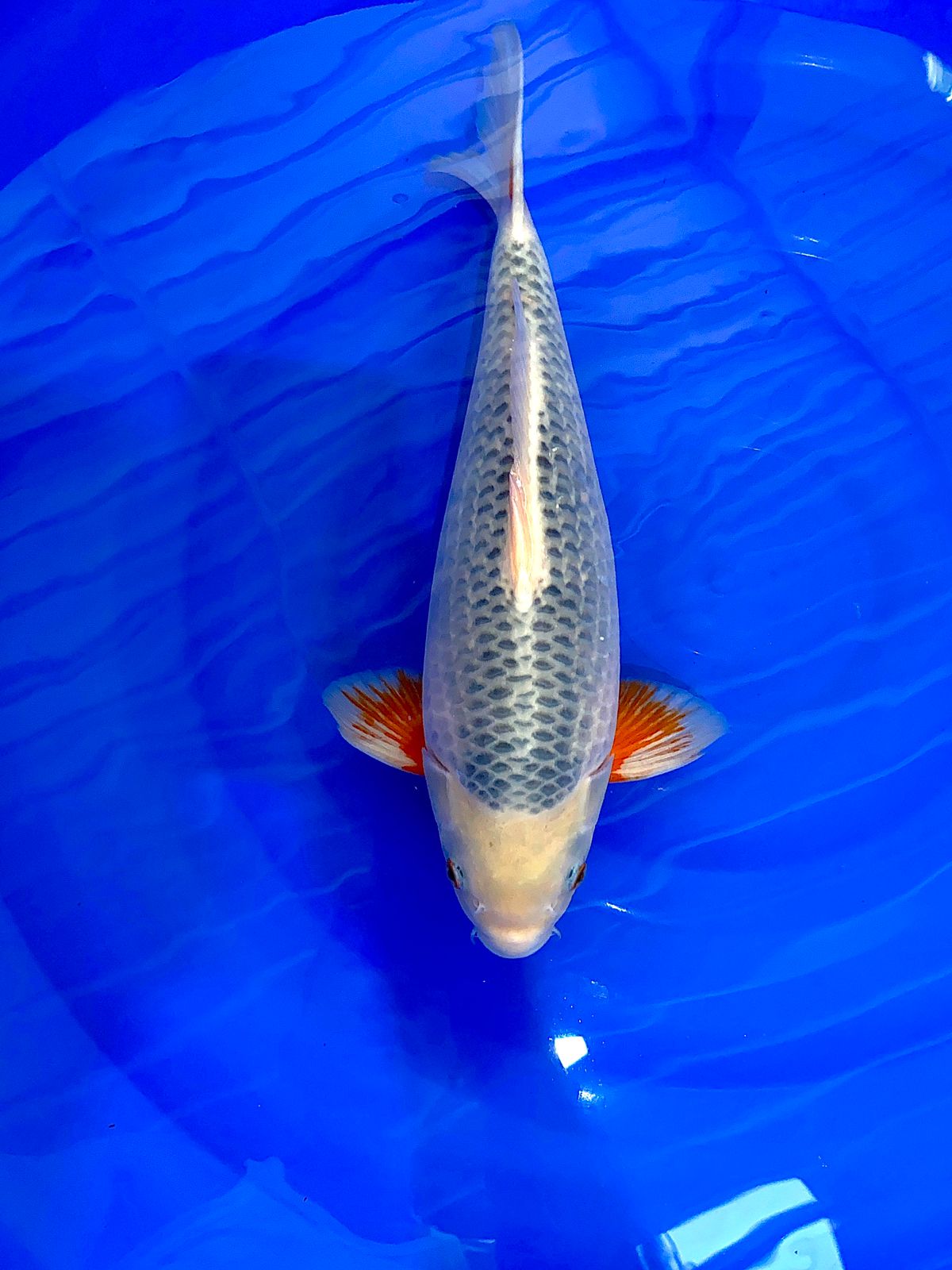 ASAGI SQ 40cm