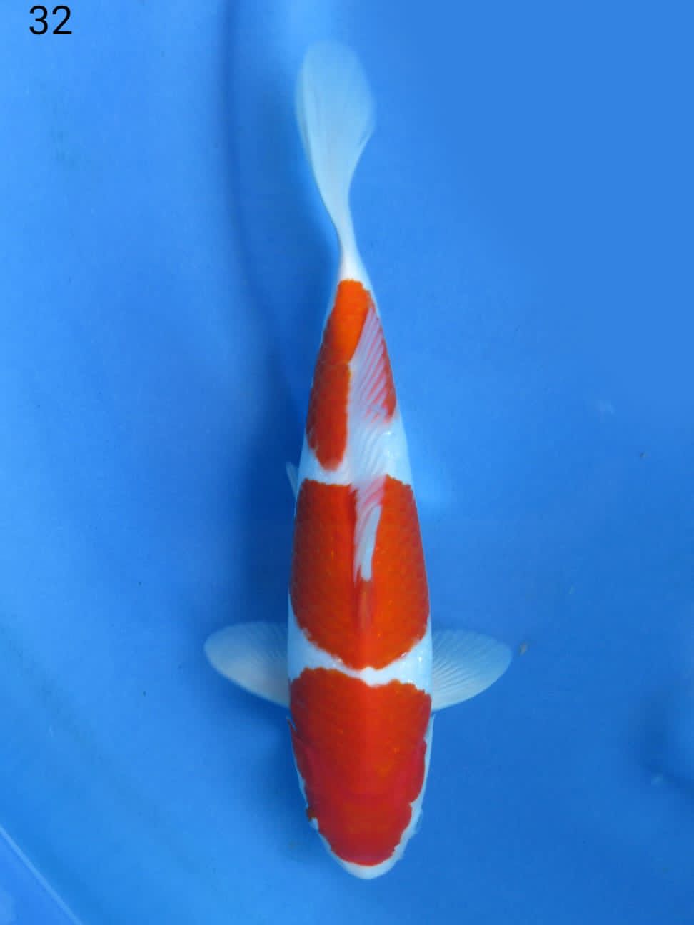 KOHAKU SHOW QUALITY 32cm