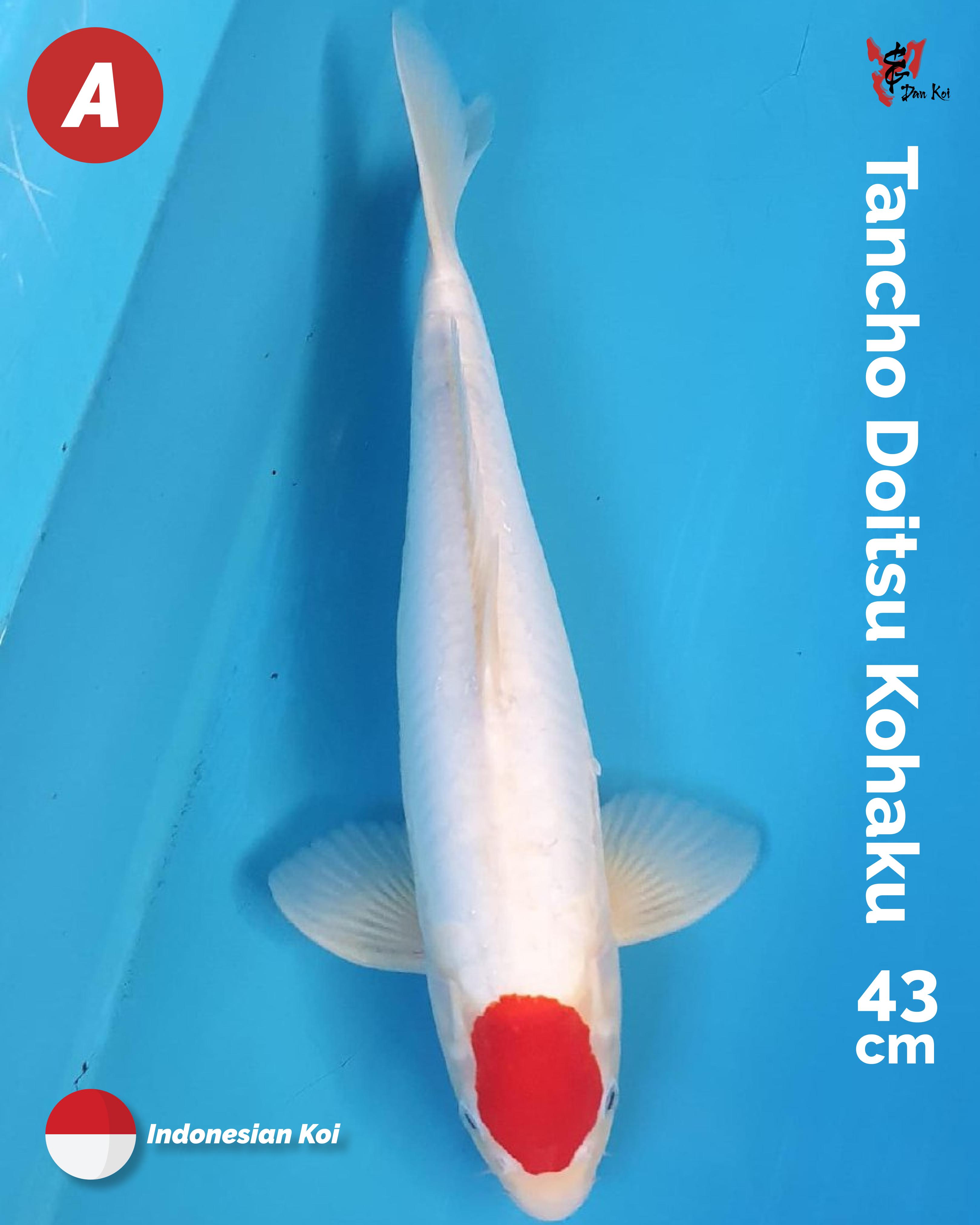 TANCHO DOITSU KOHAKU 43cm