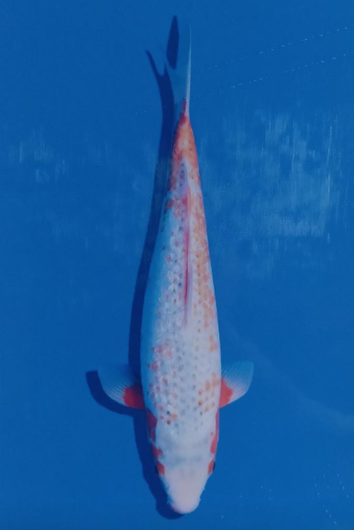 KAWARI 38cm YAGENJI KOI FARM