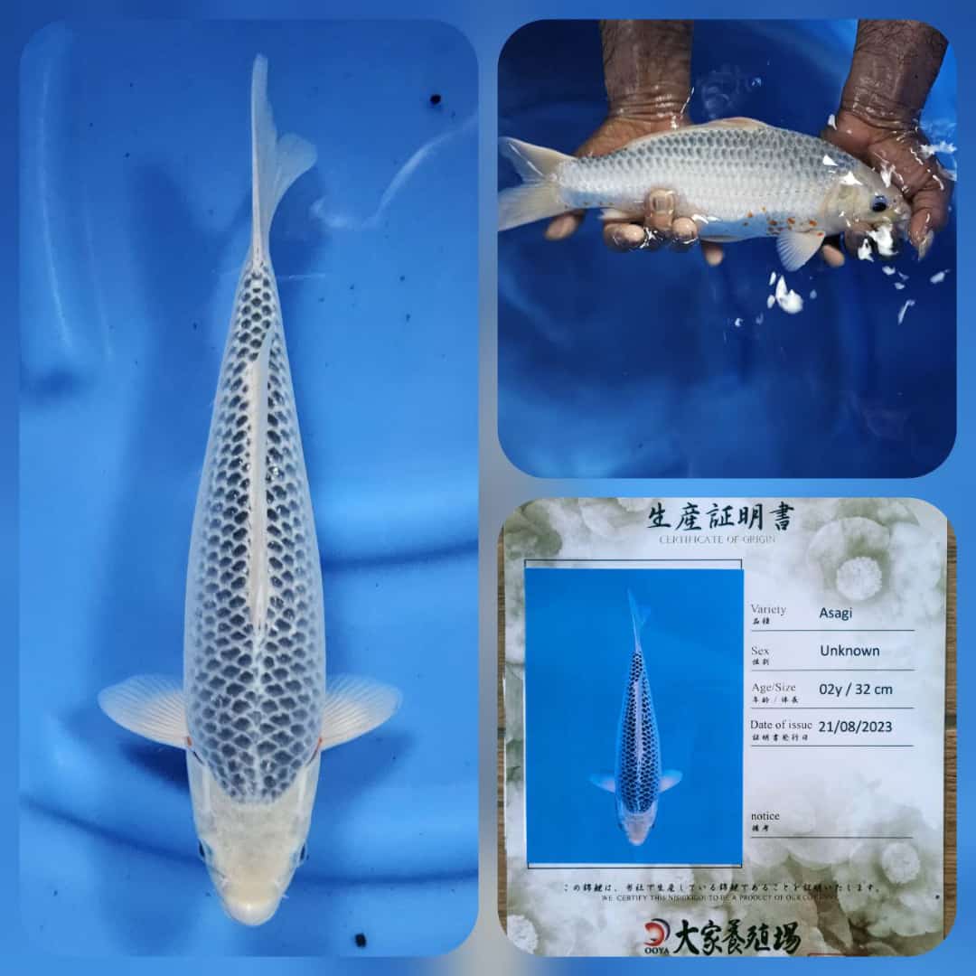 ASAGI OOYA 35cm
