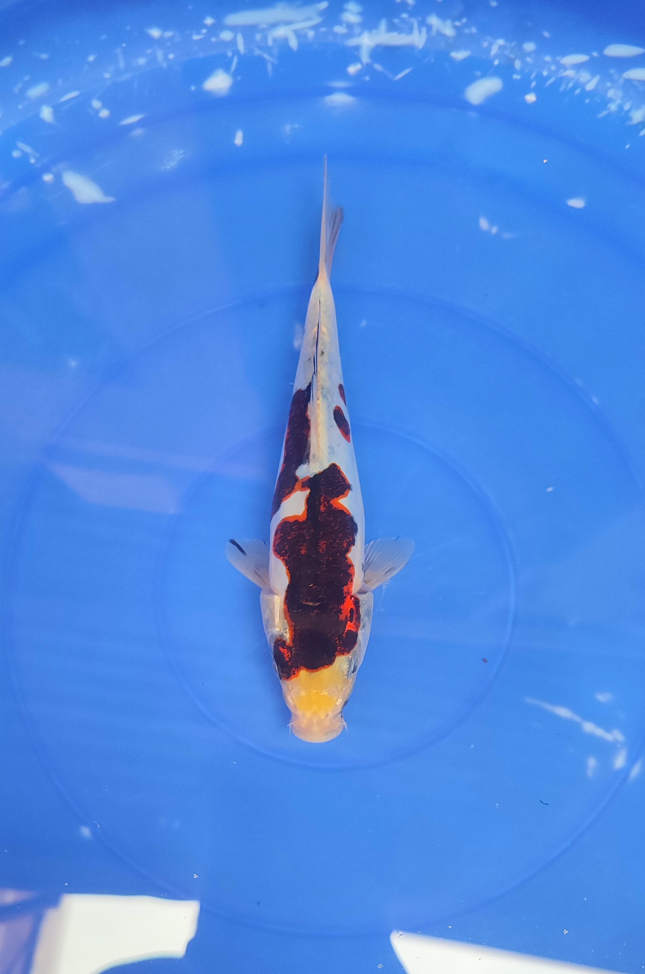 Lelang Koi Online, Jual Beli Ikan Koi, Pusat Jual Beli Koi, Info Lelang Koi Hari Ini, Platform Jual Beli Koi, Jual Beli Ikan Koi Online, Marketplace Ikan Koi, Jual Koi Terbaik, Tempat Beli Koi Berkualitas, Pasar Ikan Koi Online Terpercaya, Penjual Ikan Koi Terpercaya, Beli Koi Hias Online, Ikan Koi untuk Dijual, Koi Kualitas Terbaik, Toko Online Ikan Koi, Koi Hias Untuk Dijual, Jual Beli Ikan Koi Lokal, Koi Indonesia Online, Pusat Jual Beli Koi Terbesar