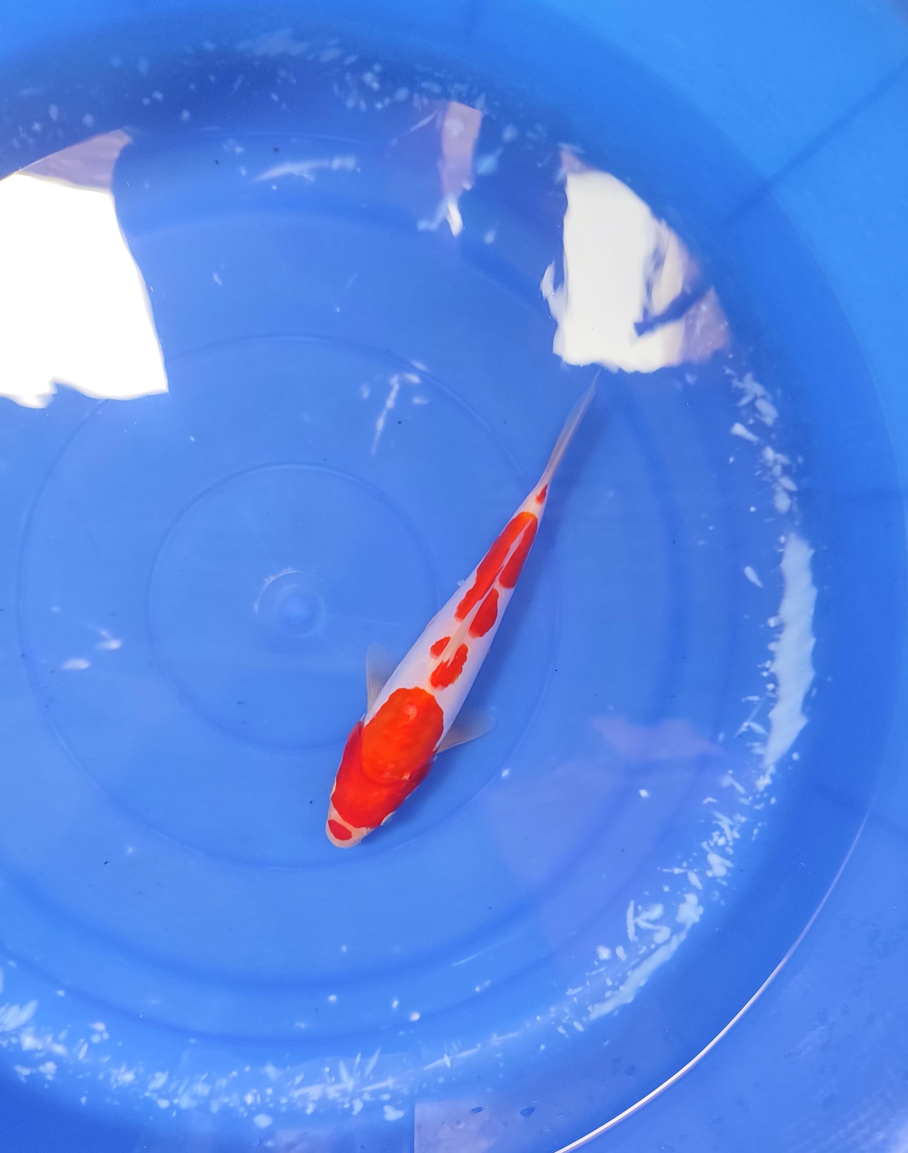 Lelang Koi Online, Jual Beli Ikan Koi, Pusat Jual Beli Koi, Info Lelang Koi Hari Ini, Platform Jual Beli Koi, Jual Beli Ikan Koi Online, Marketplace Ikan Koi, Jual Koi Terbaik, Tempat Beli Koi Berkualitas, Pasar Ikan Koi Online Terpercaya, Penjual Ikan Koi Terpercaya, Beli Koi Hias Online, Ikan Koi untuk Dijual, Koi Kualitas Terbaik, Toko Online Ikan Koi, Koi Hias Untuk Dijual, Jual Beli Ikan Koi Lokal, Koi Indonesia Online, Pusat Jual Beli Koi Terbesar