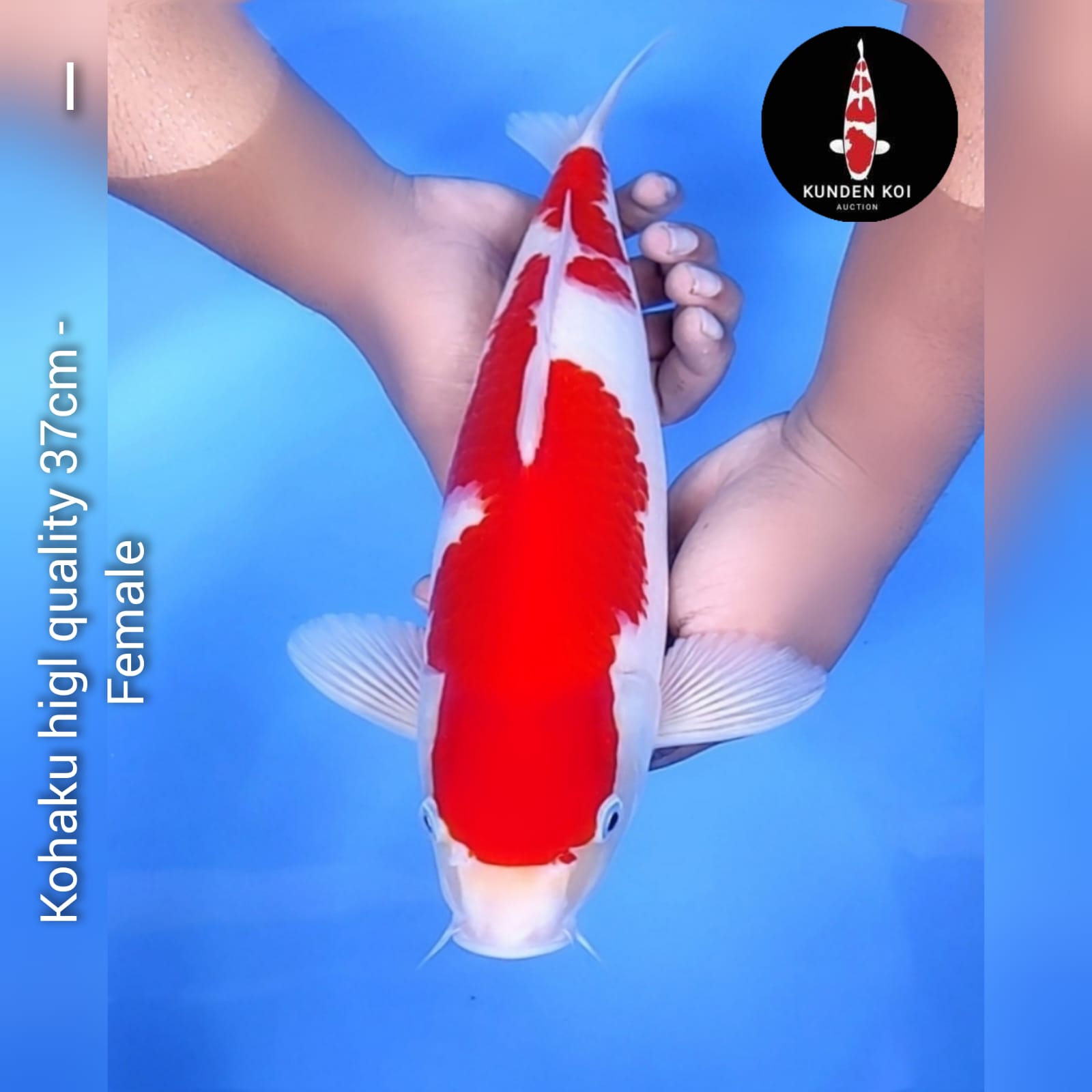 KOHAKU HIGH QUALITY 37cm