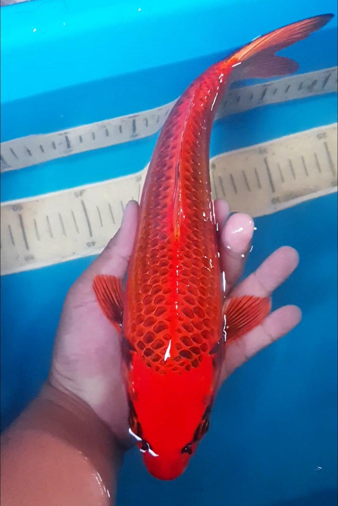 AKA MATSUBA SQ 32cm