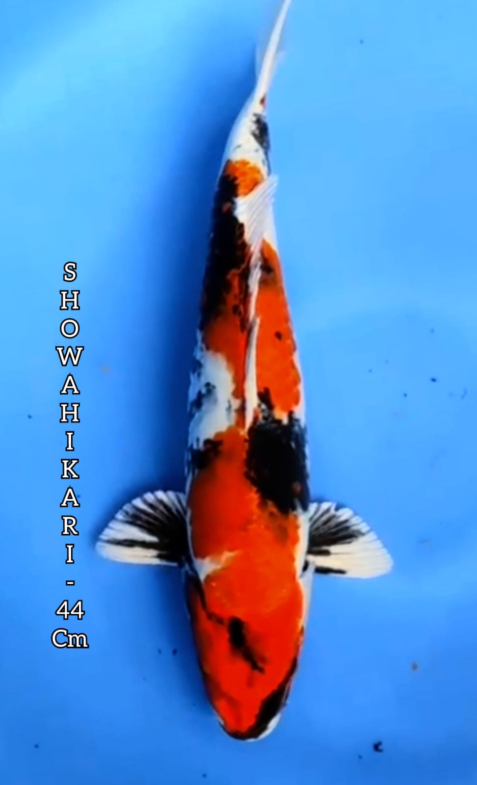 SHOWA HIKARI 44cm HQ