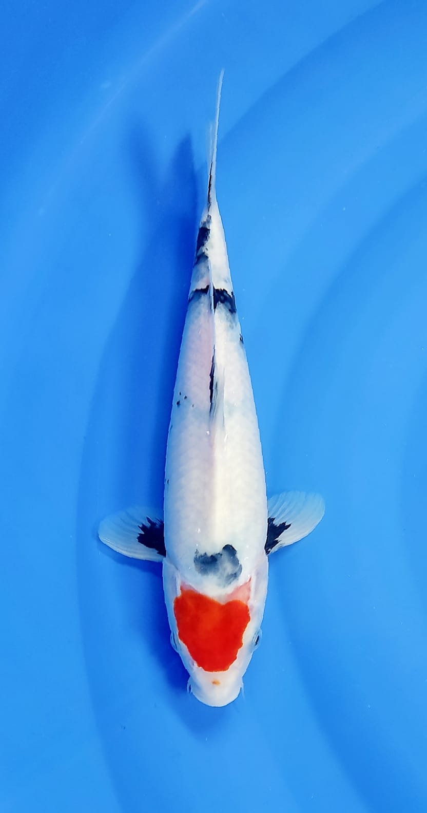 BAHAN TANCHO SHOWA M 32cm