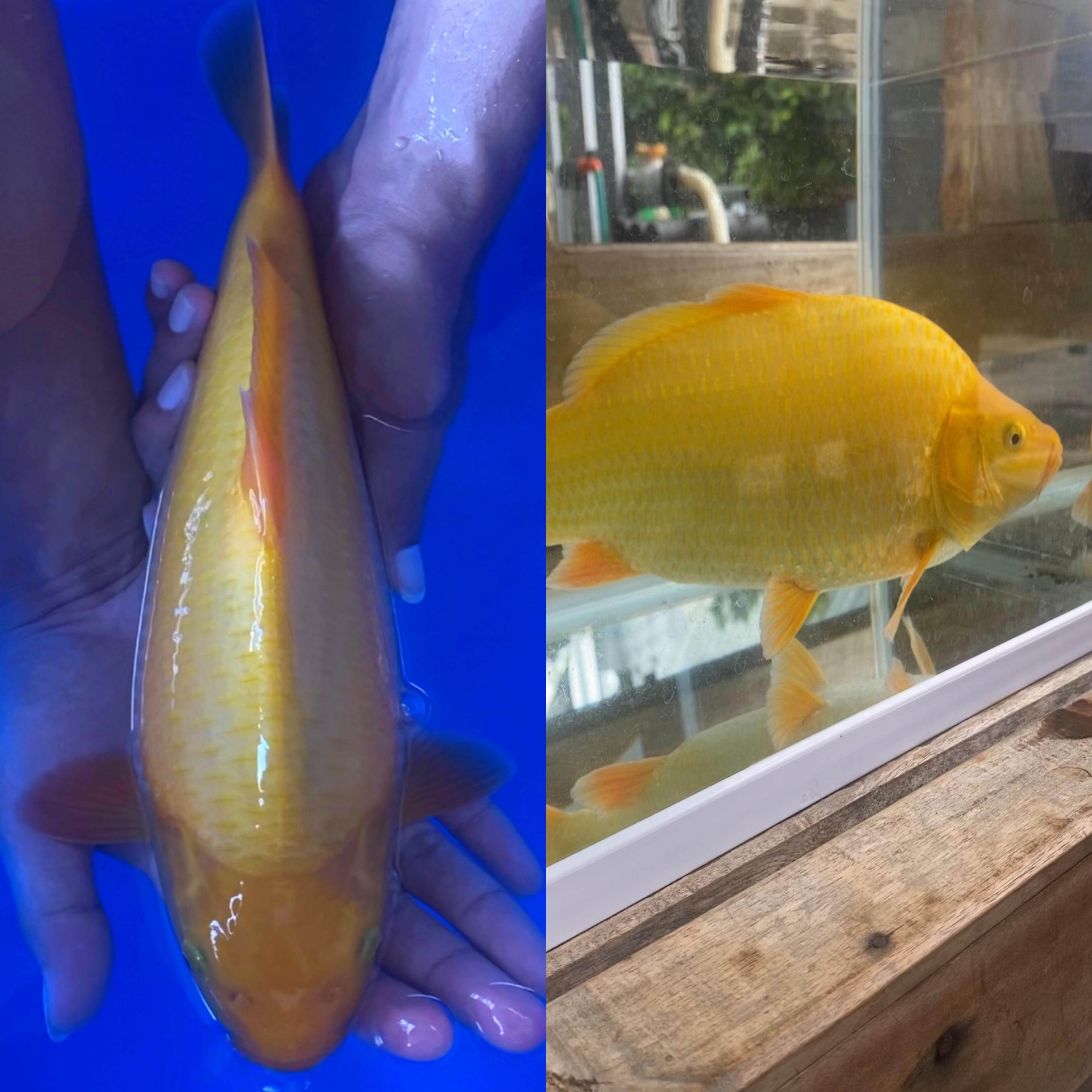 CARAMEL BY MADINA AZIZ SUPER PUNUK BABY FACE HQ 33cm