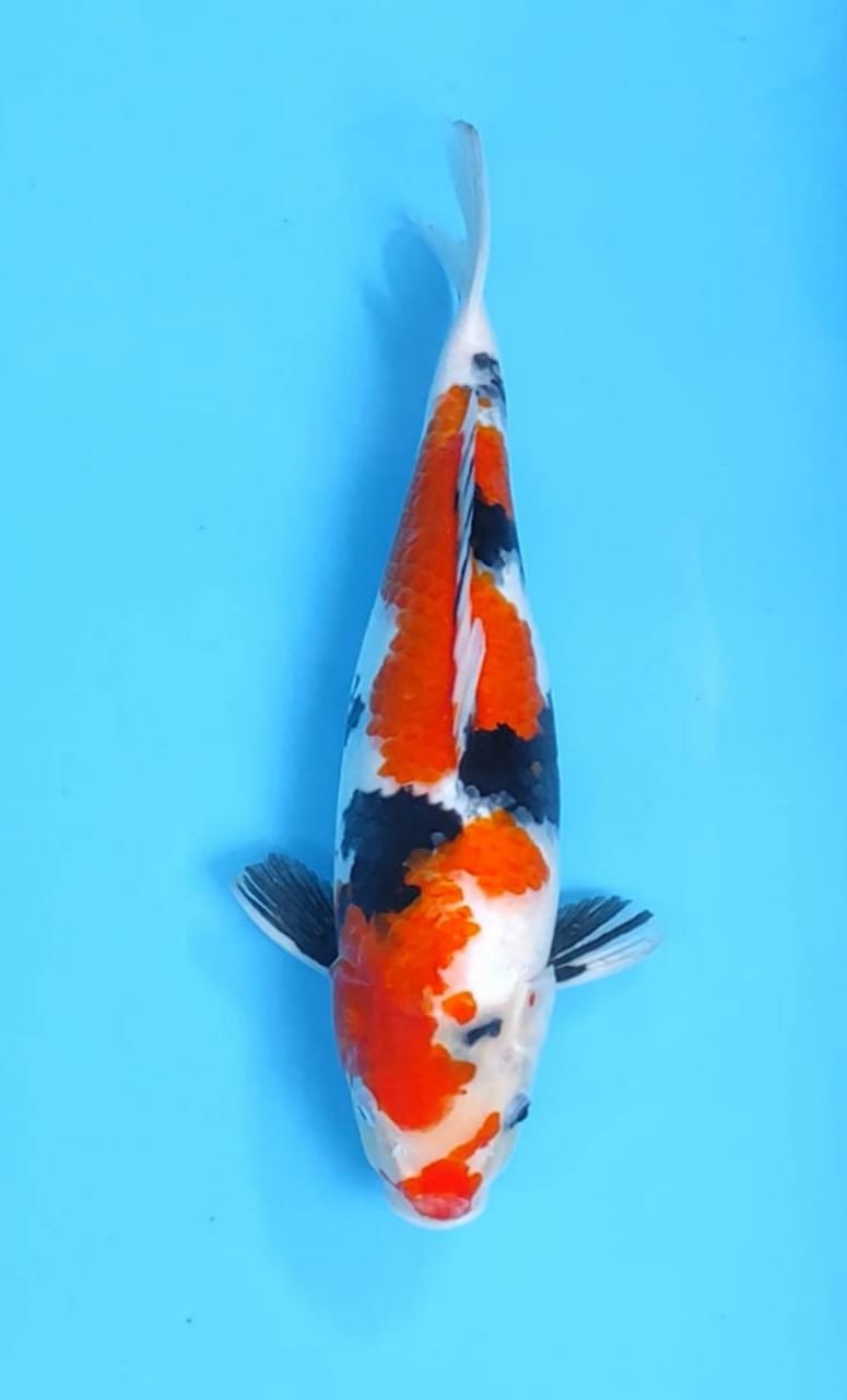 SHOWA 40cm