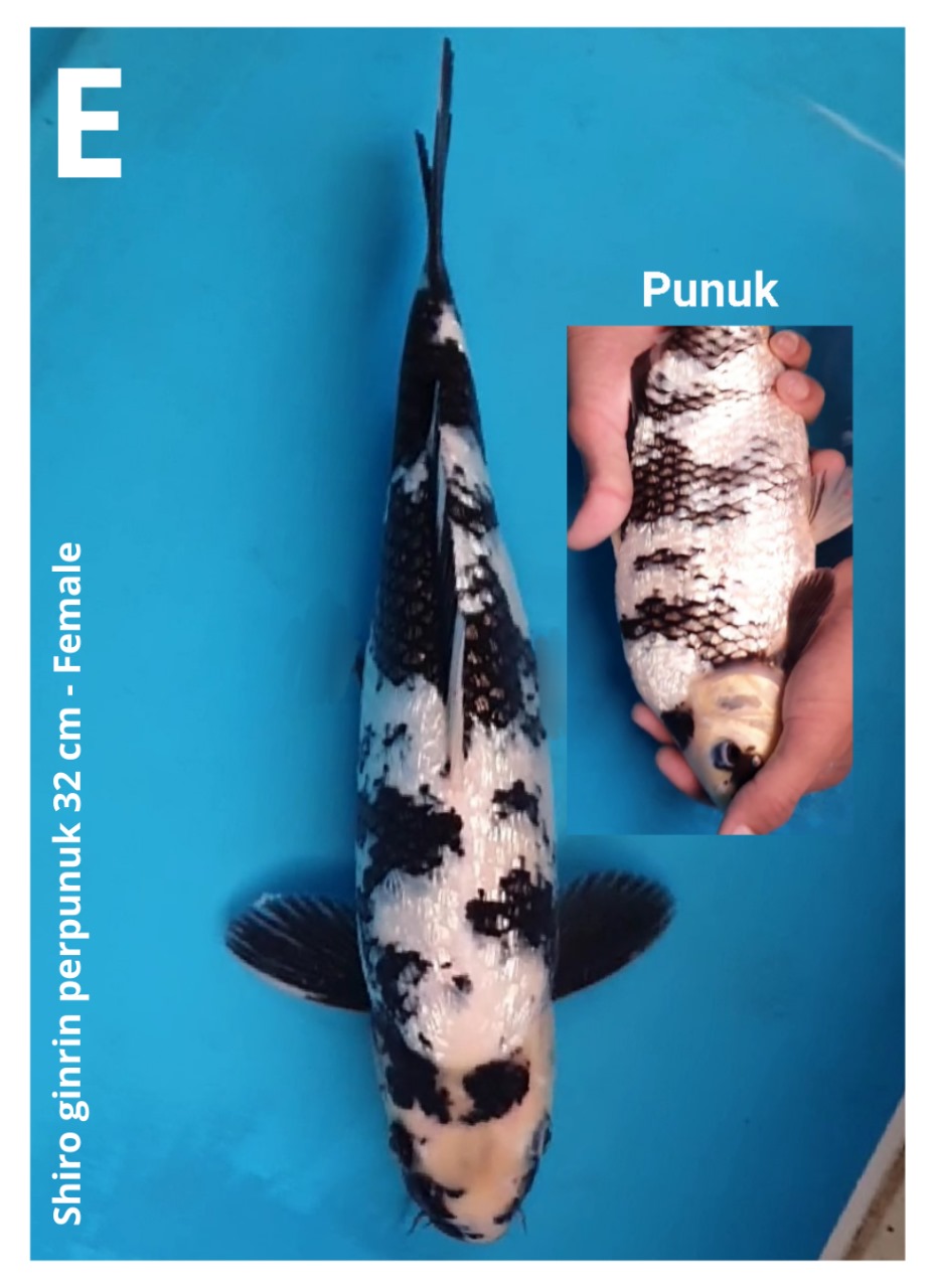 SHIRO GINRIN PERPUNUK 32cm