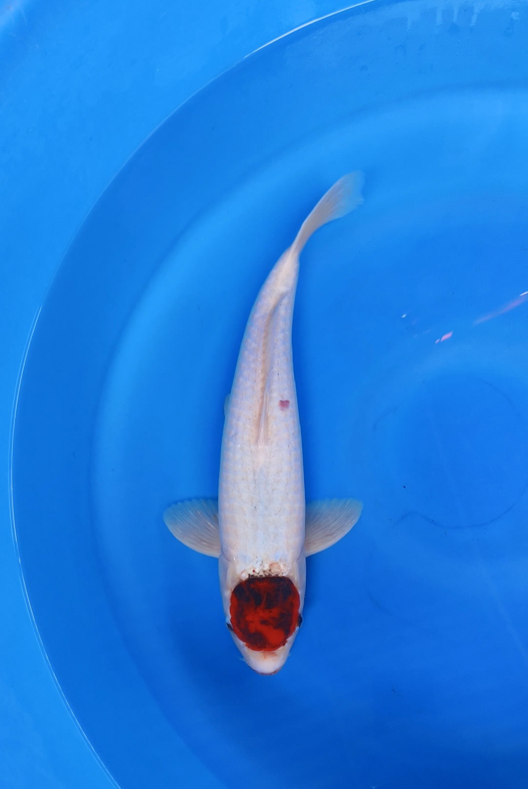 TC GOROMO 41cm MALE