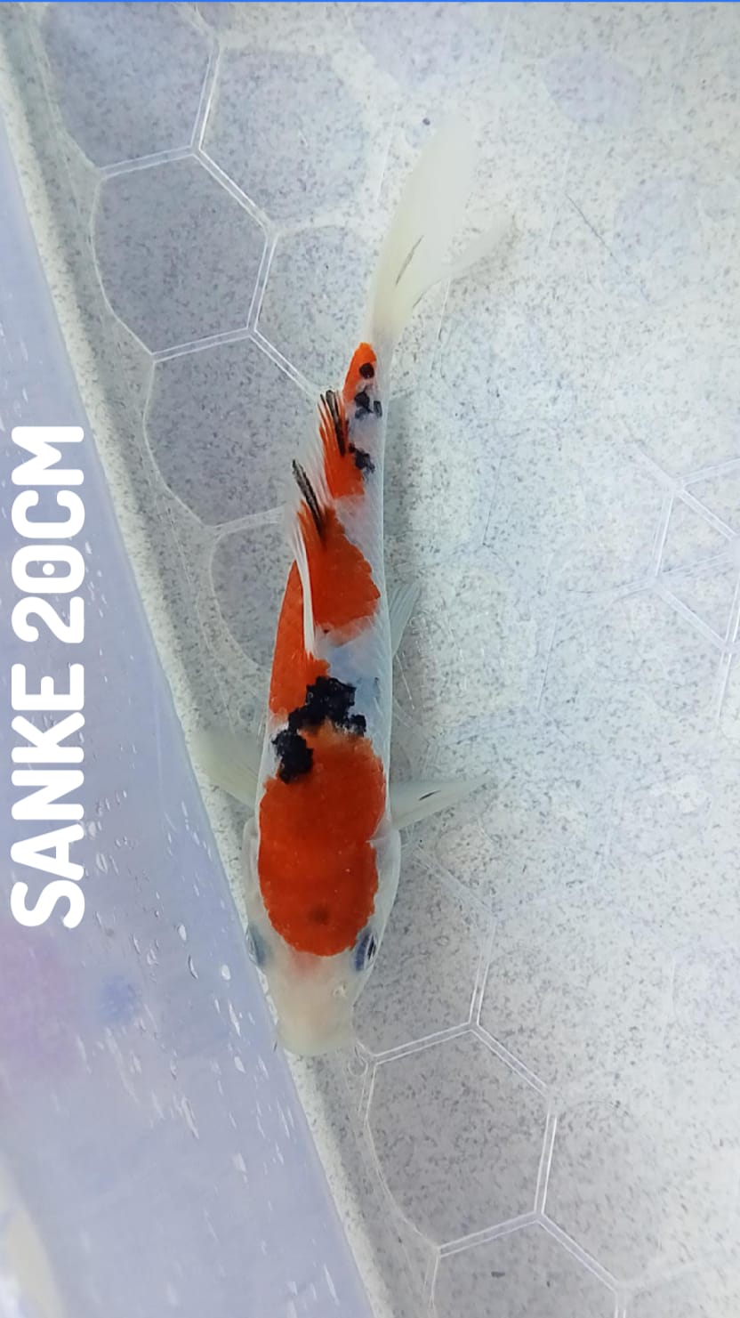 SANKE 20cm