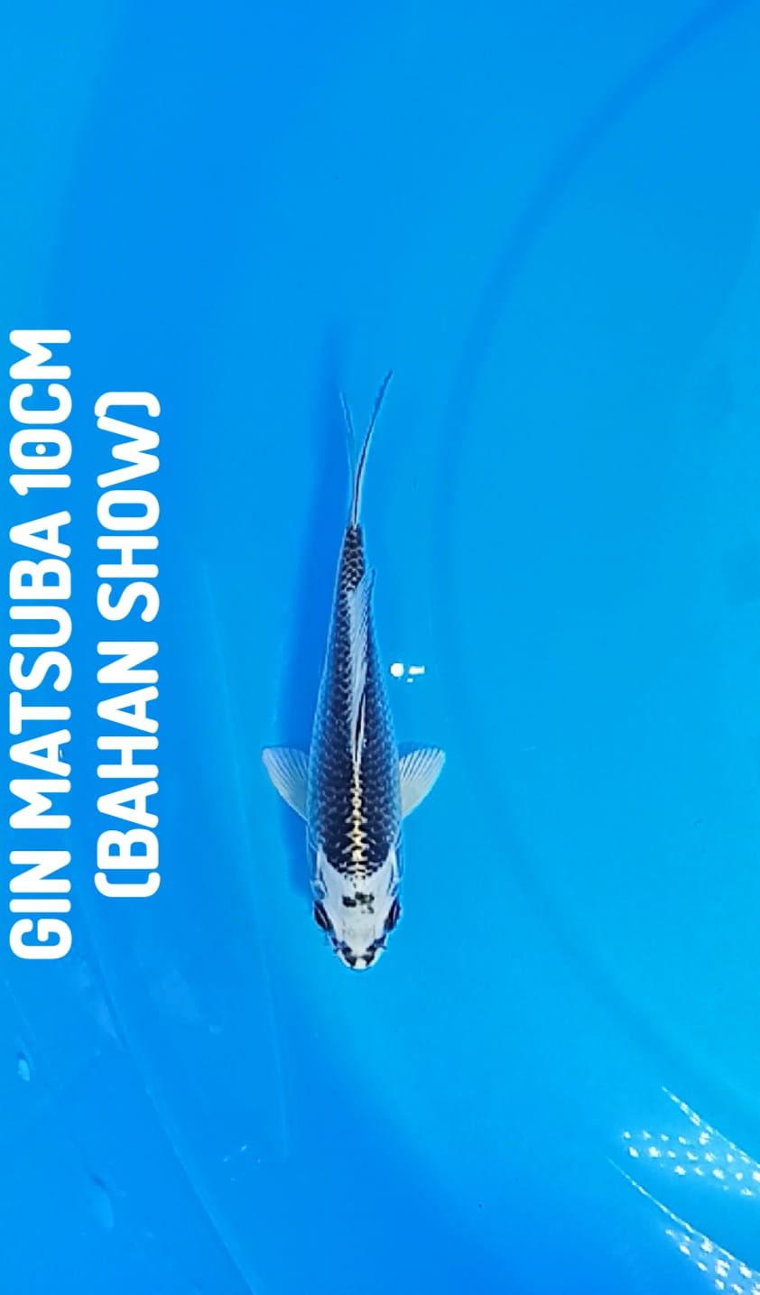 GIN MATSUBA BAHAN SHOW 10cm