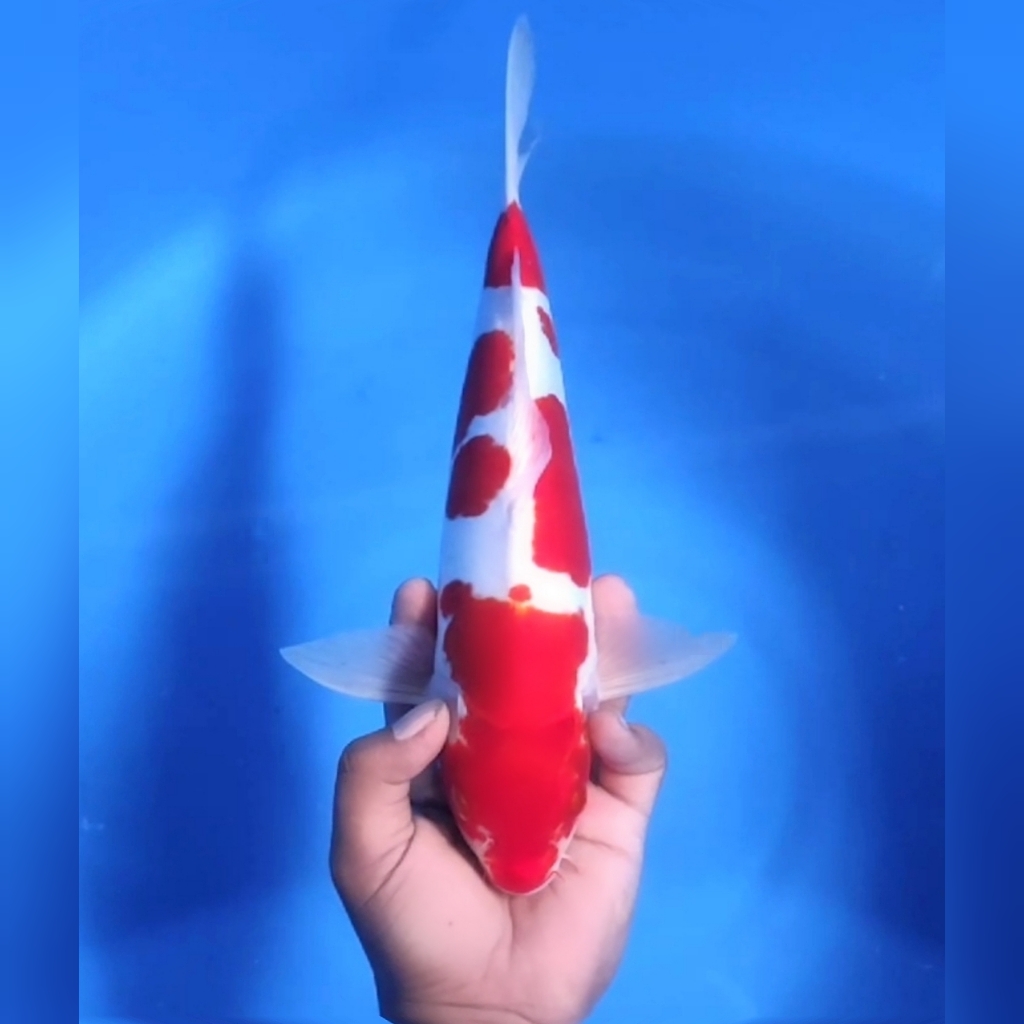 DOITSU MURNI 34cm