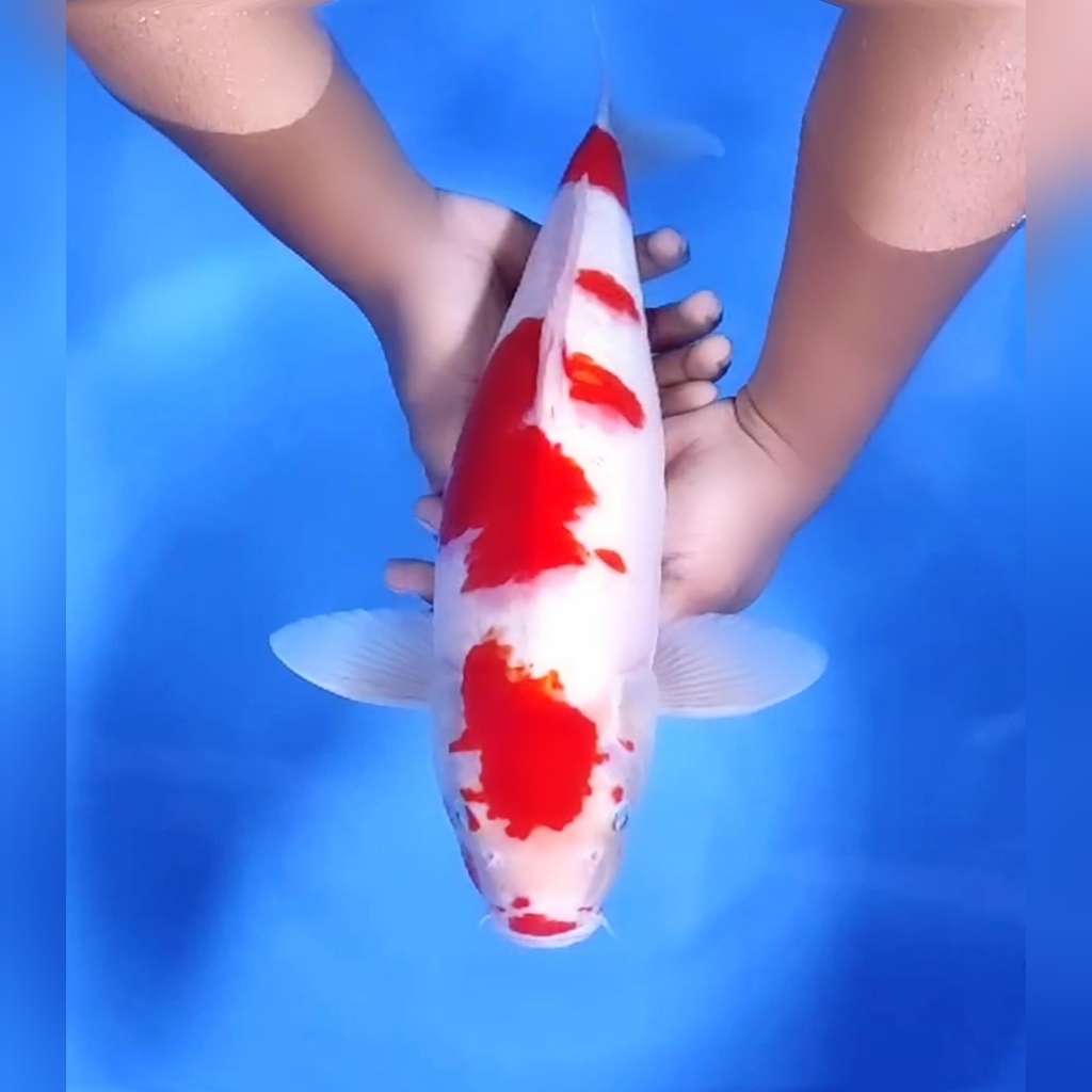 KOHAKU ORIGINAL JUMBO 43cm