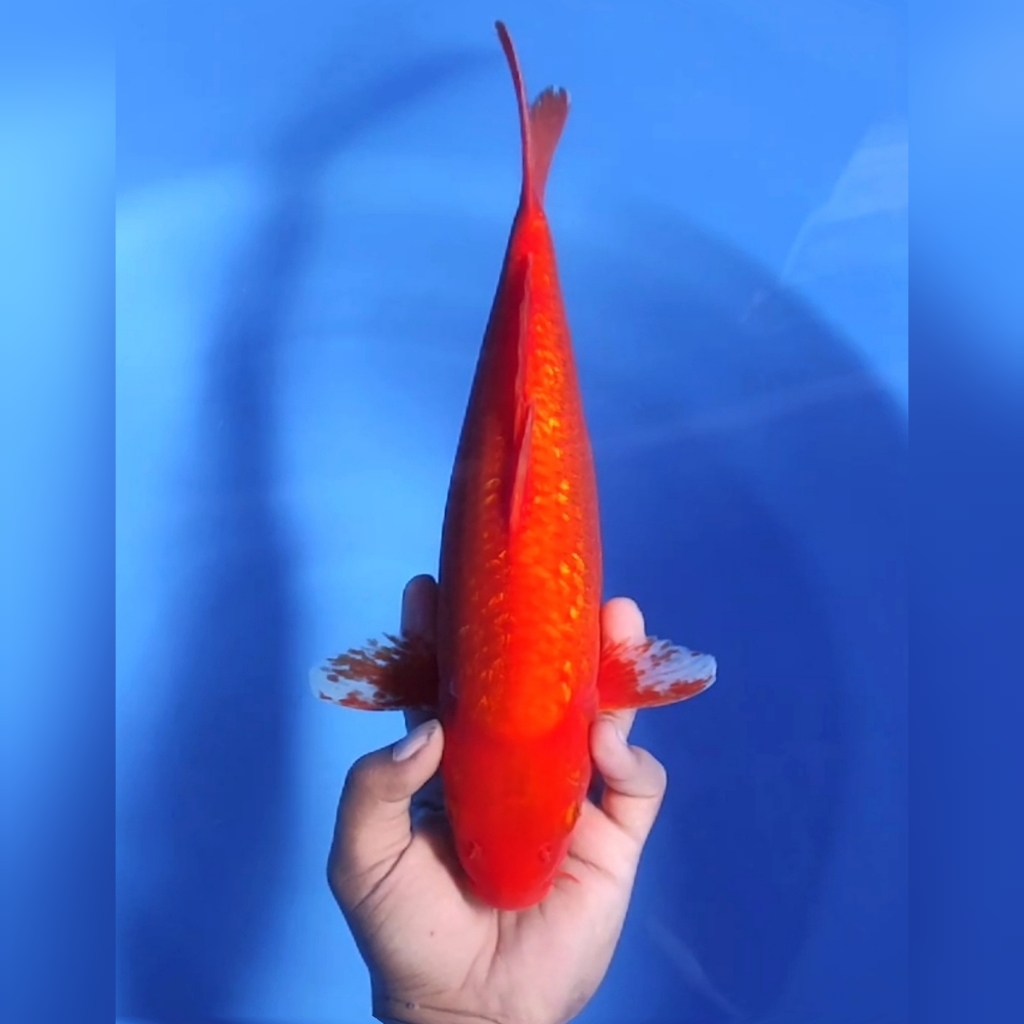RED KARASHI GINRIN 36cm