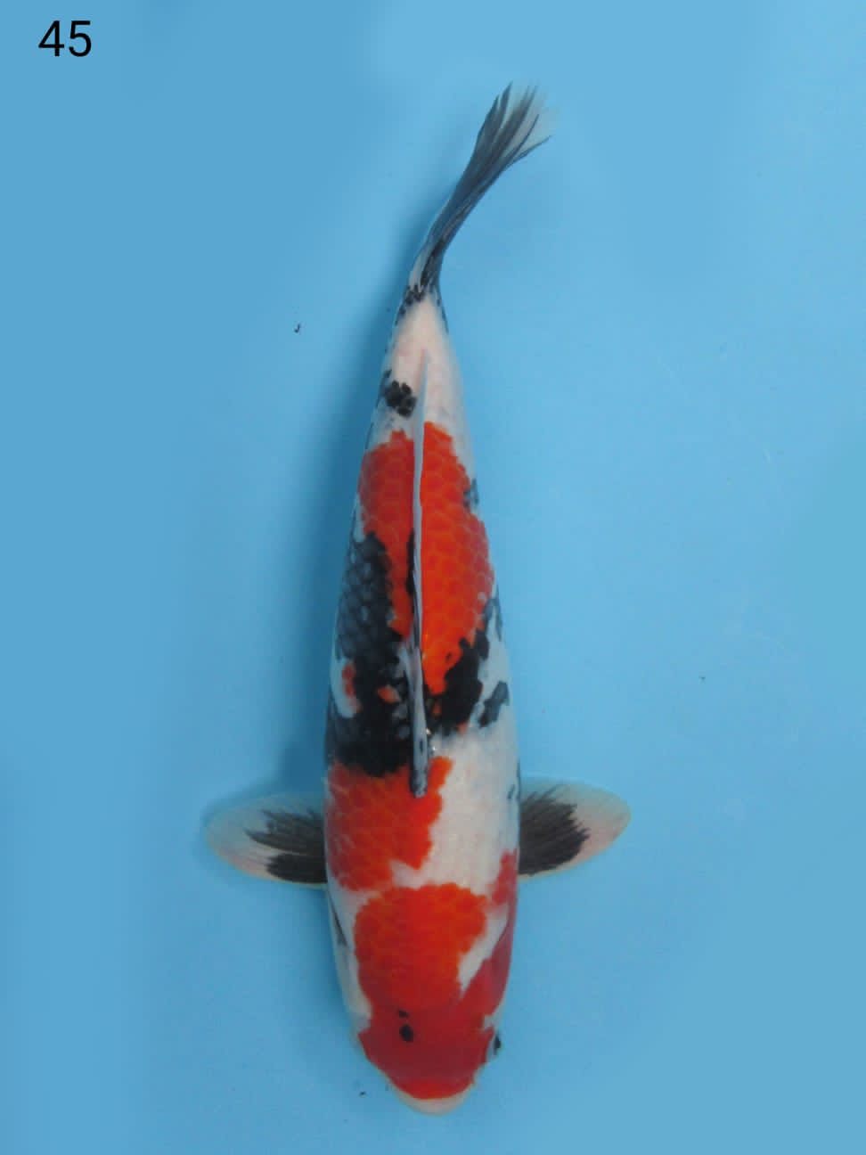 RED SHOWA MUTOGORO 45cm