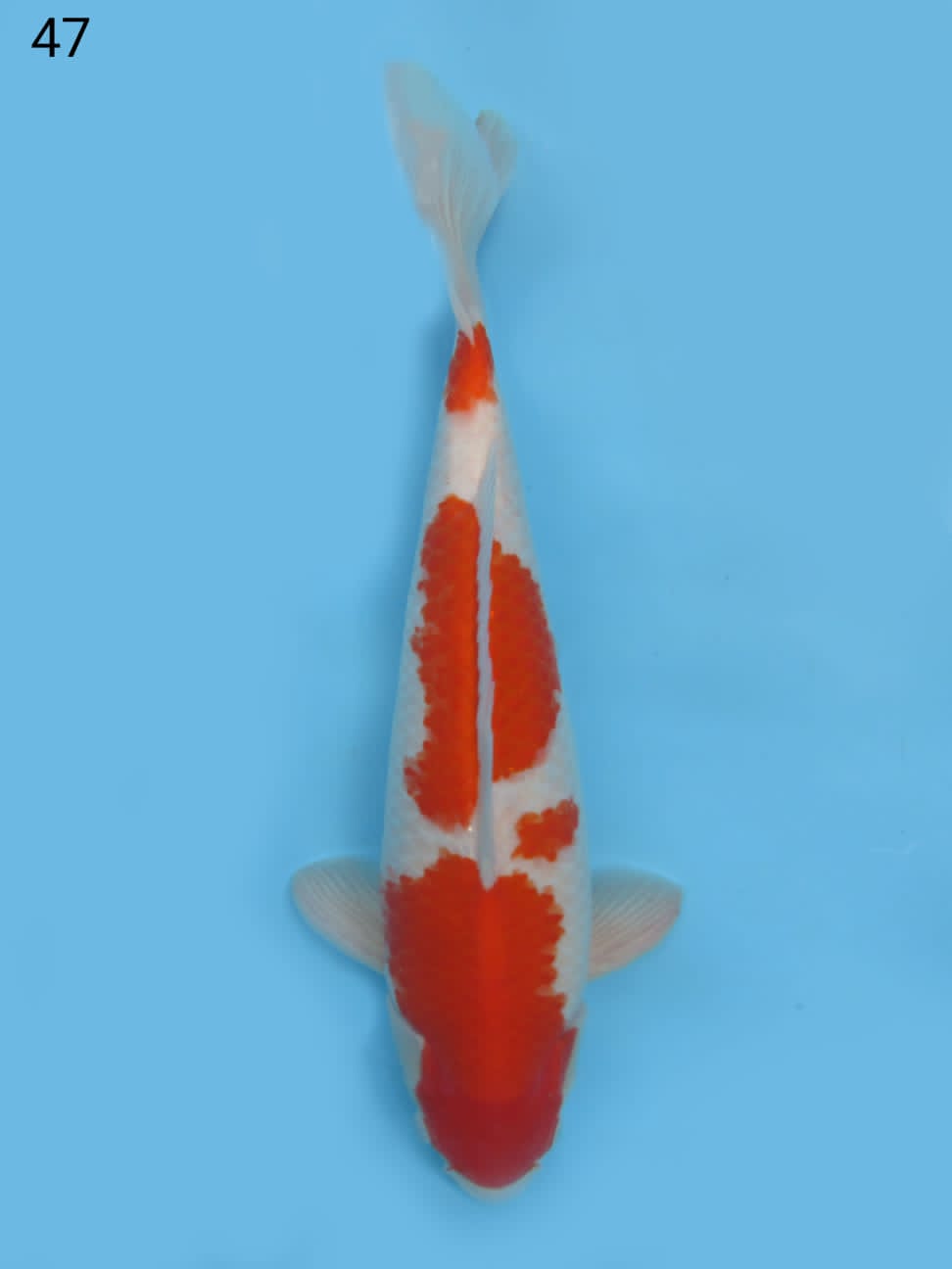 KOHAKU MULUS 47cm
