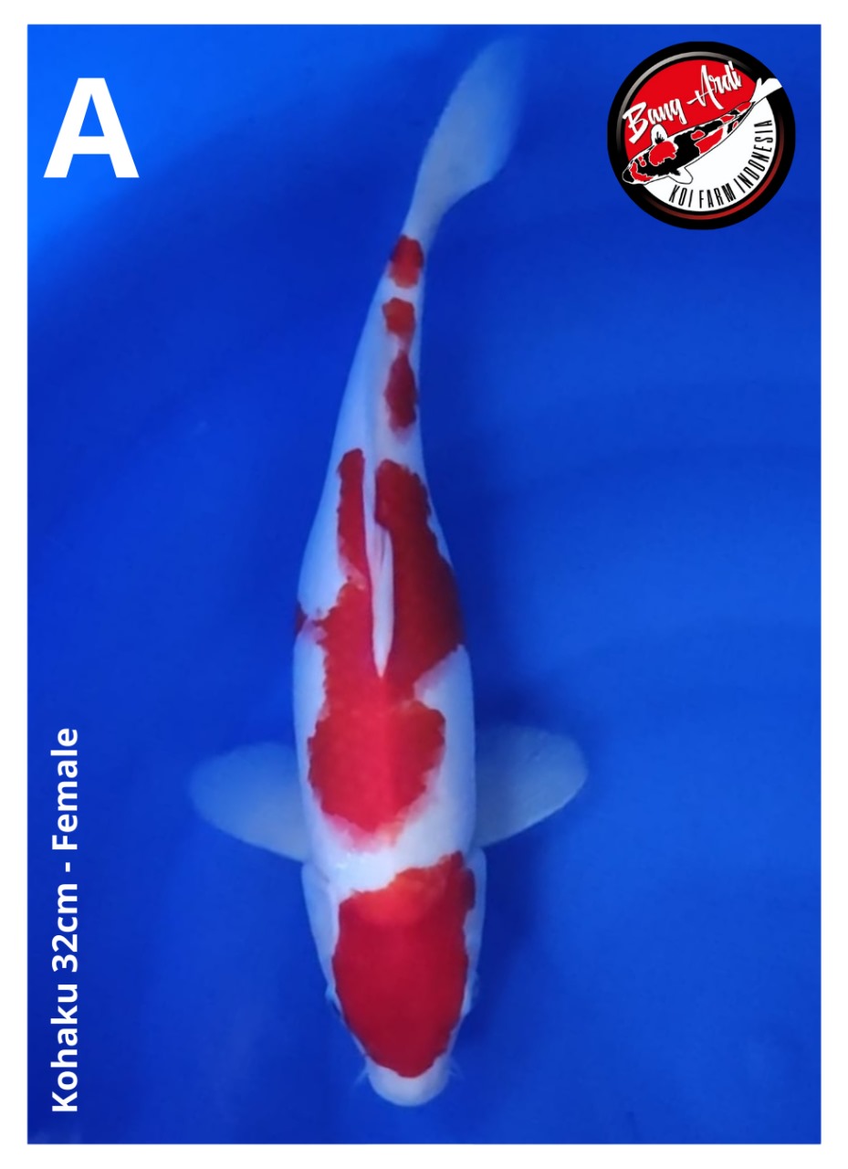 KOHAKU 32cm