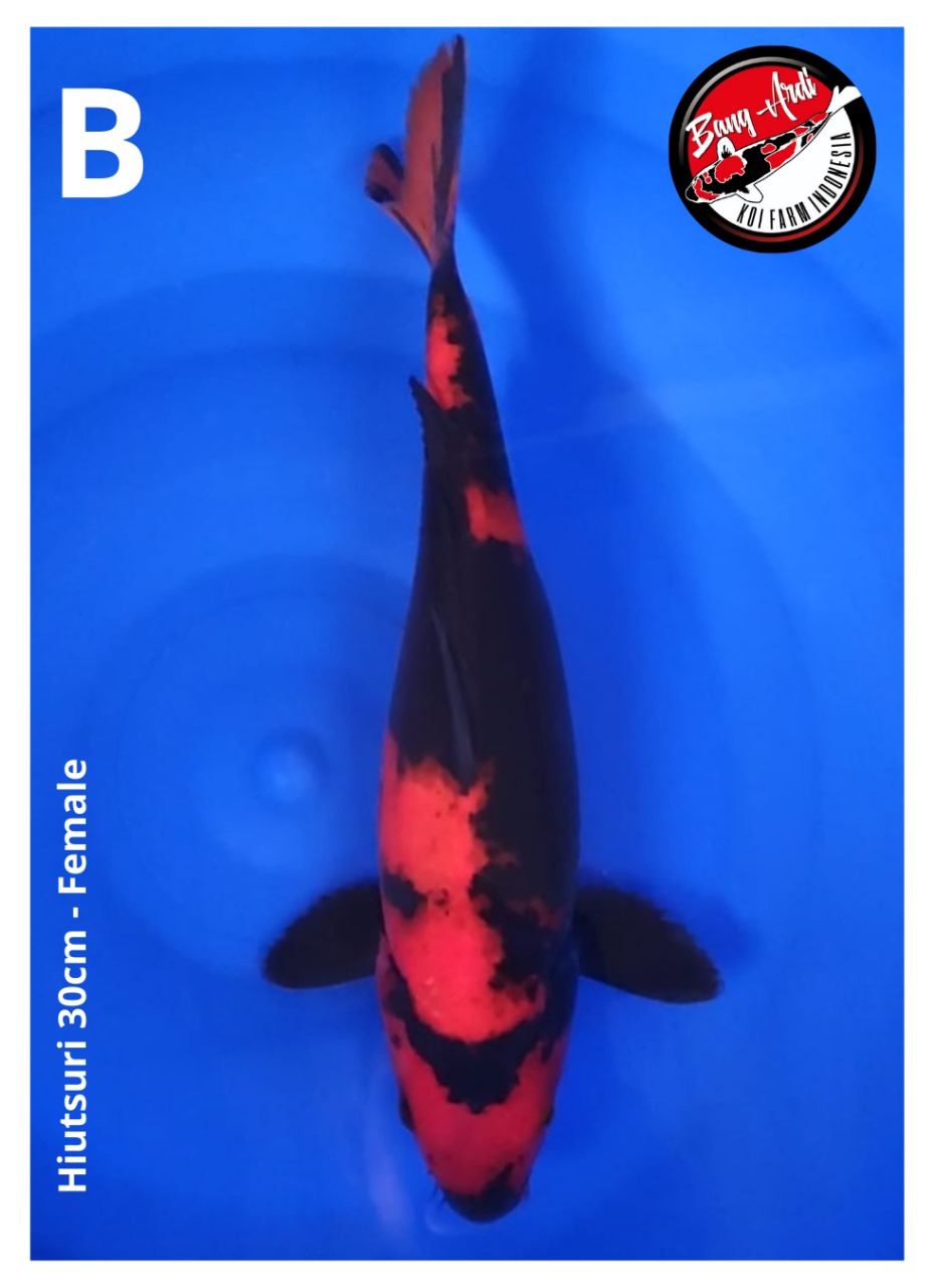 HIUTSURI 30cm