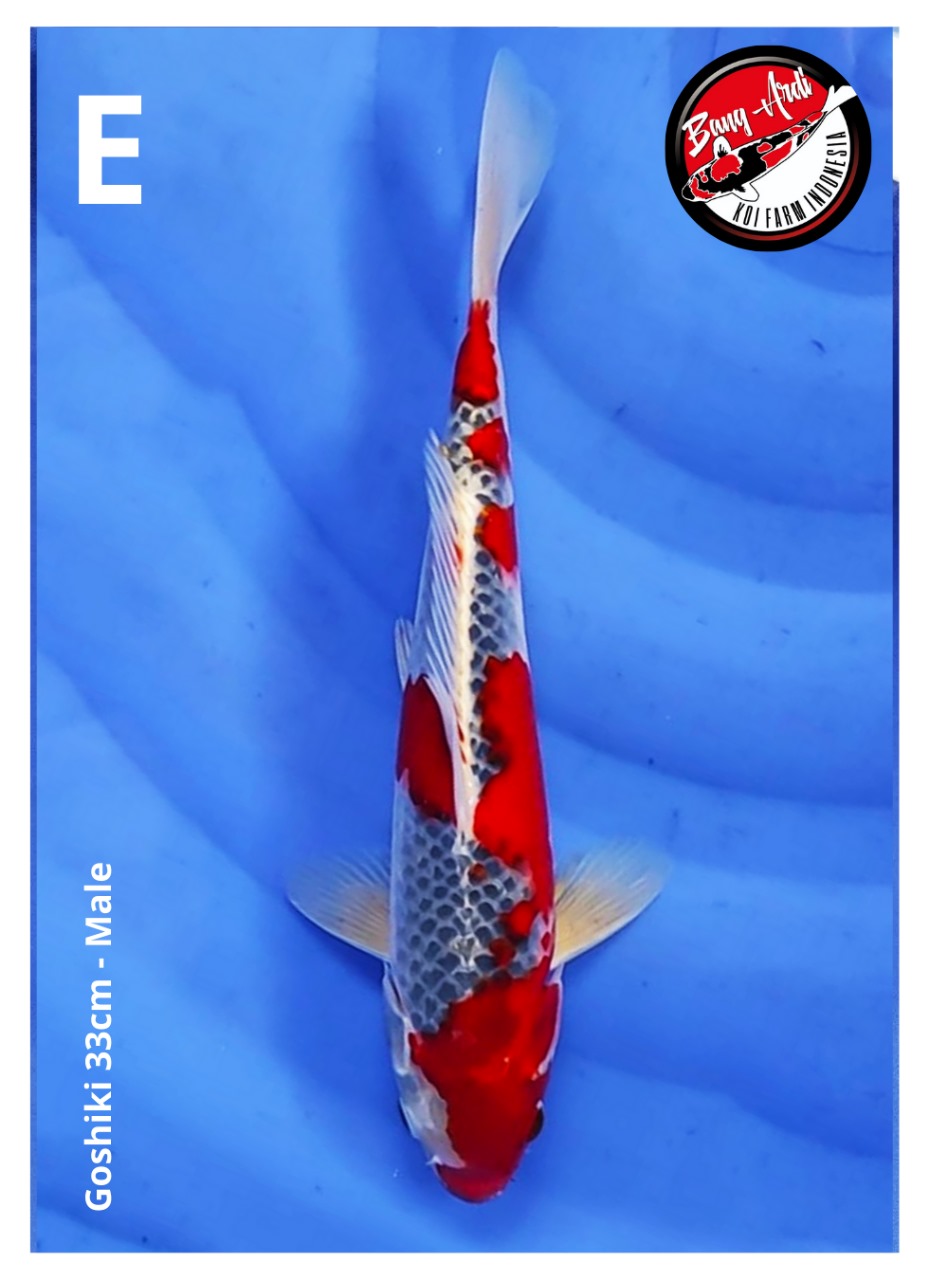 GOSHIKI 33cm