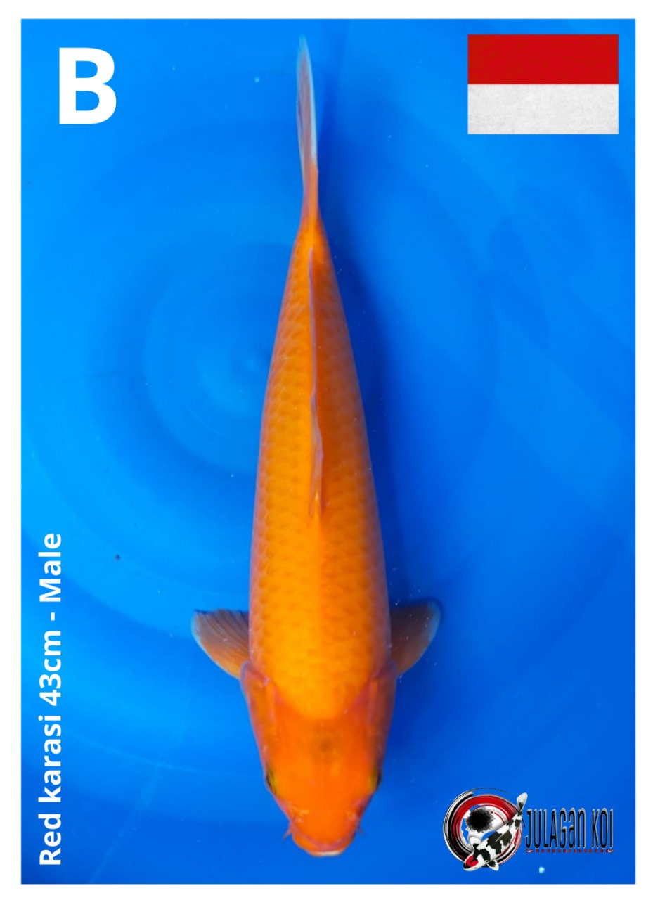 RED KARASI 43cm