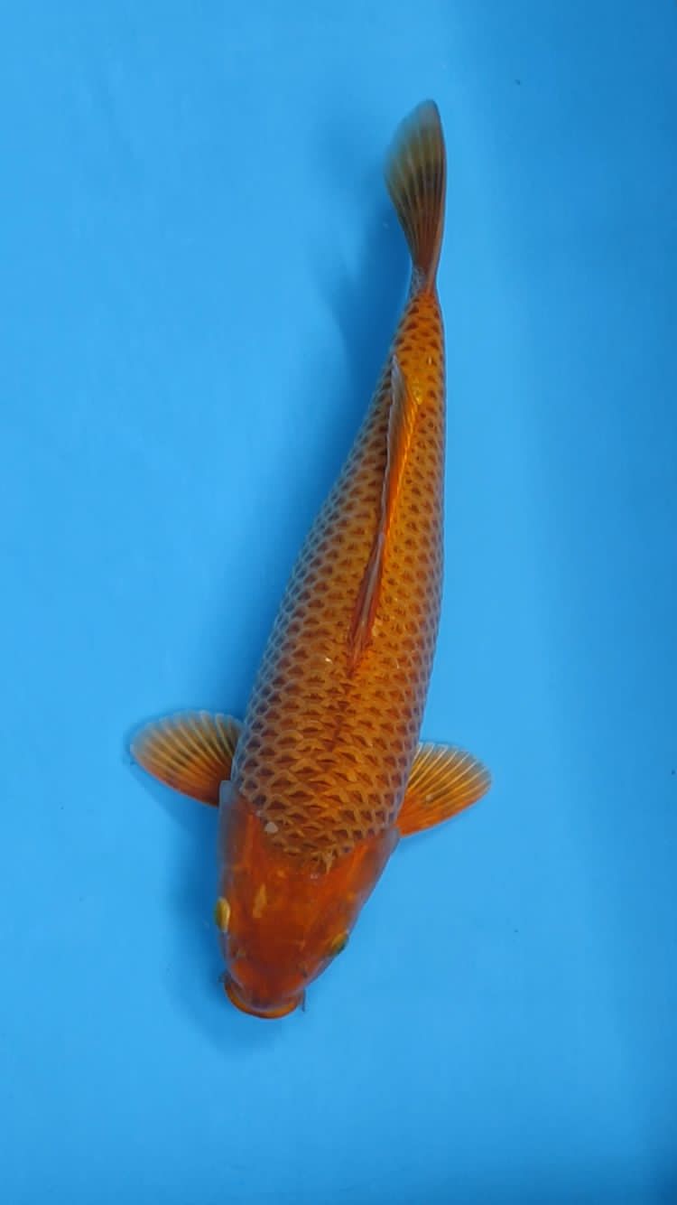 CARAMEL 39cm