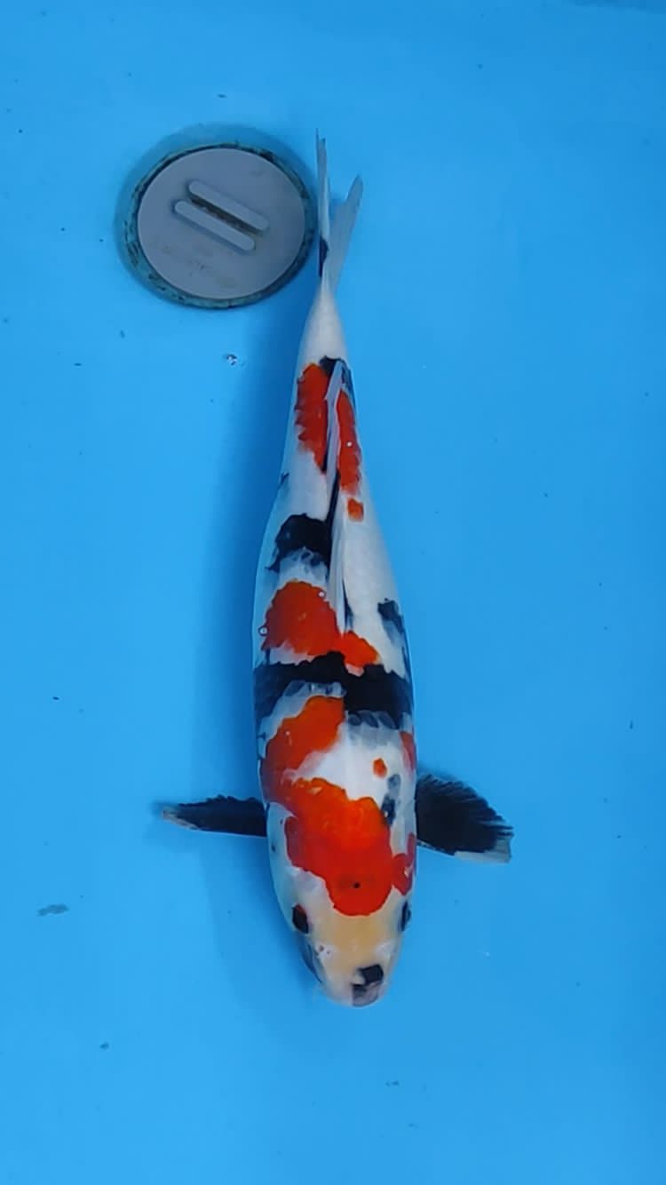 SHOWA 37cm
