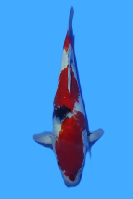 SANKE LOKAL BREEDER 43cm LOKASI SEMARANG MALE