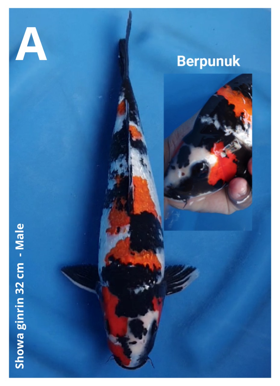 SHOWA GINRIN 32cm