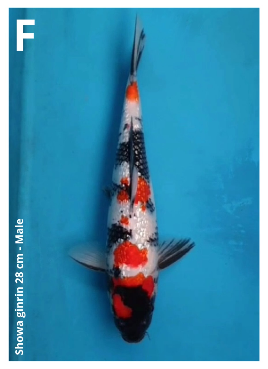 SHOWA GINRIN 28cm
