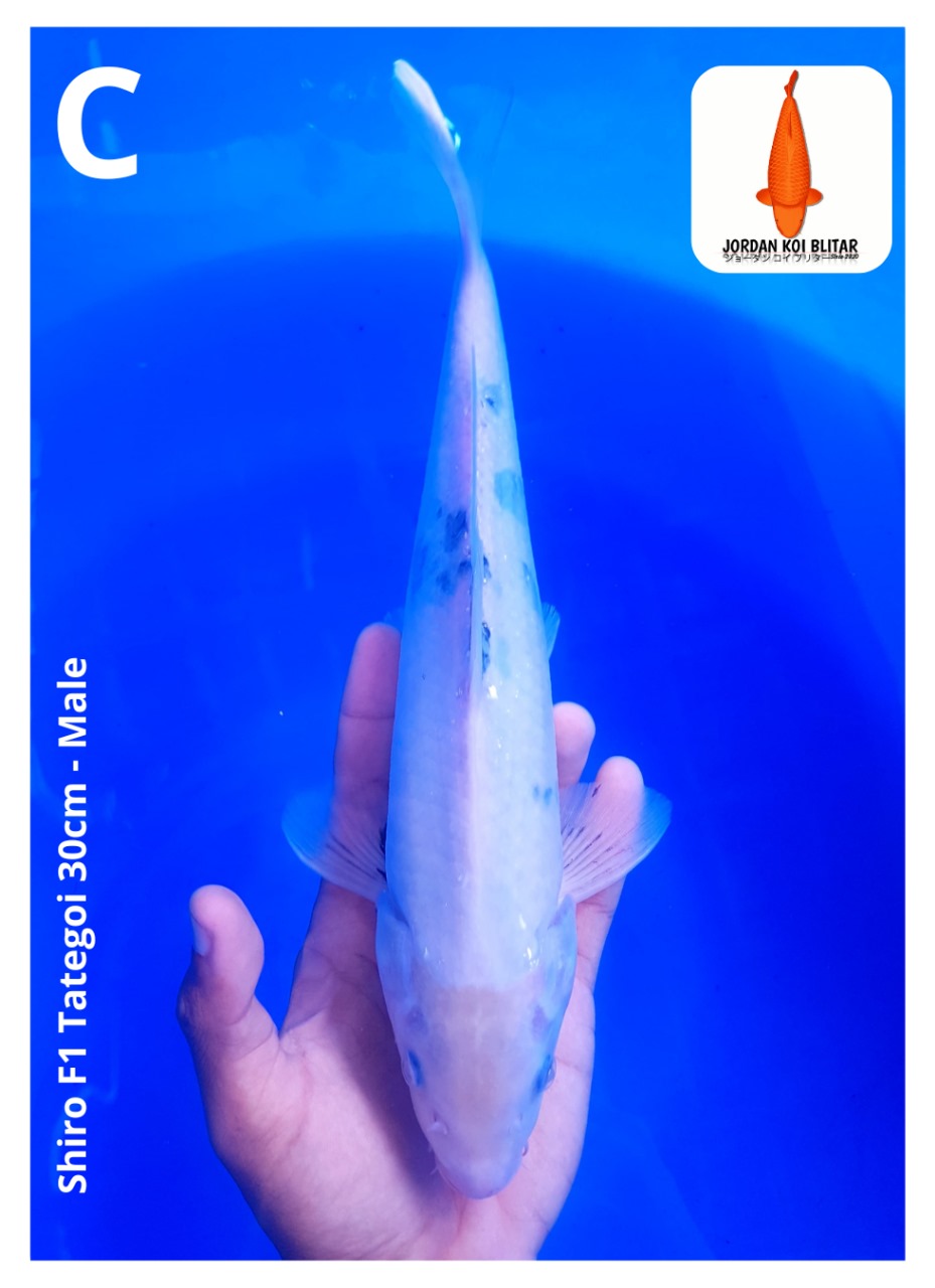 SHIRO F1 TATEGOI SUMI MULAI NAIK BREED RAJA BRANTAS 30cm