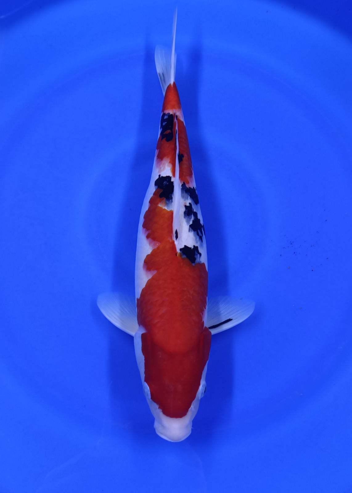 SANKE 43cm