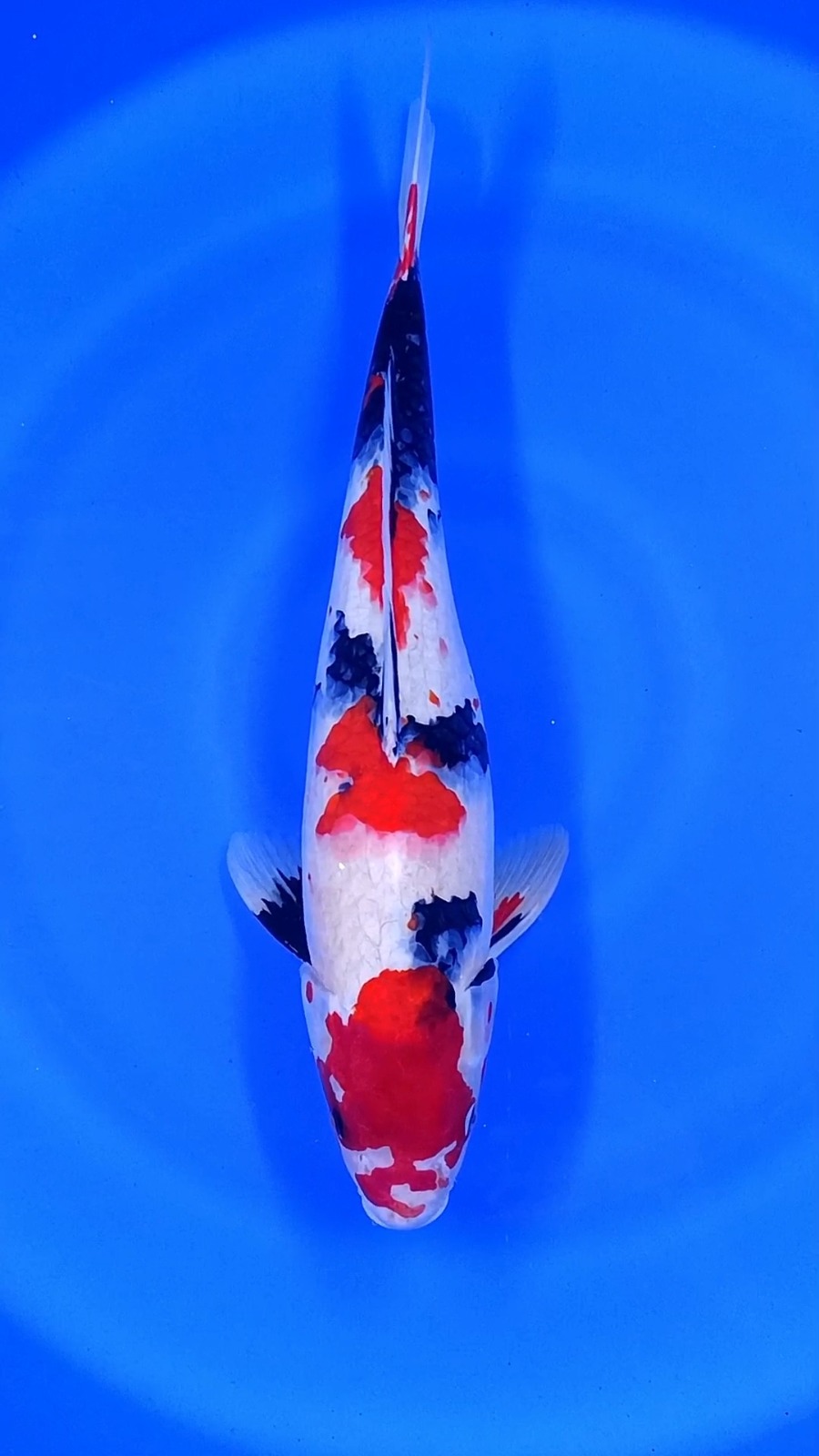 SHOWA 45cm