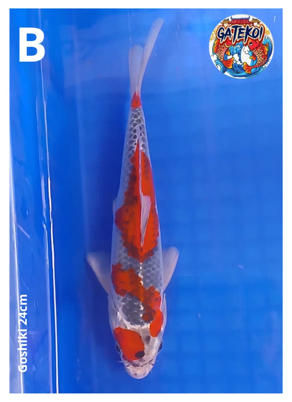 GOSHIKI 24cm