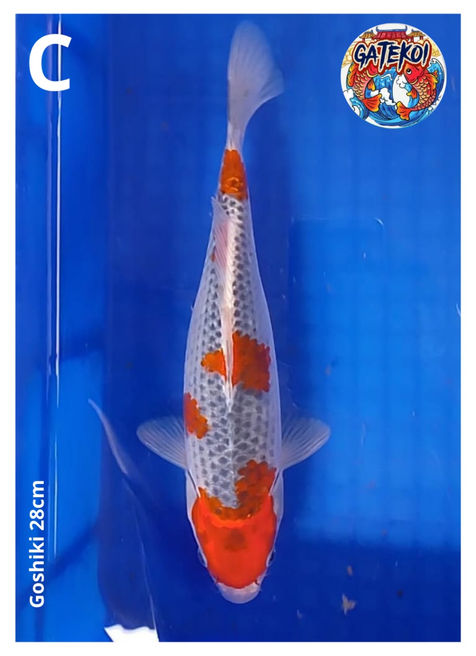 GOSHIKI 28cm