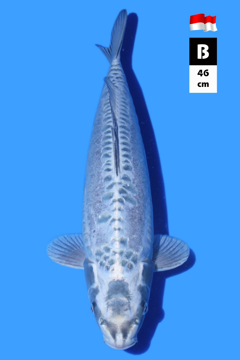 SUPER UNIQUE METALLIC KAWARIGOI INDONESIAN BREEDER 46cm