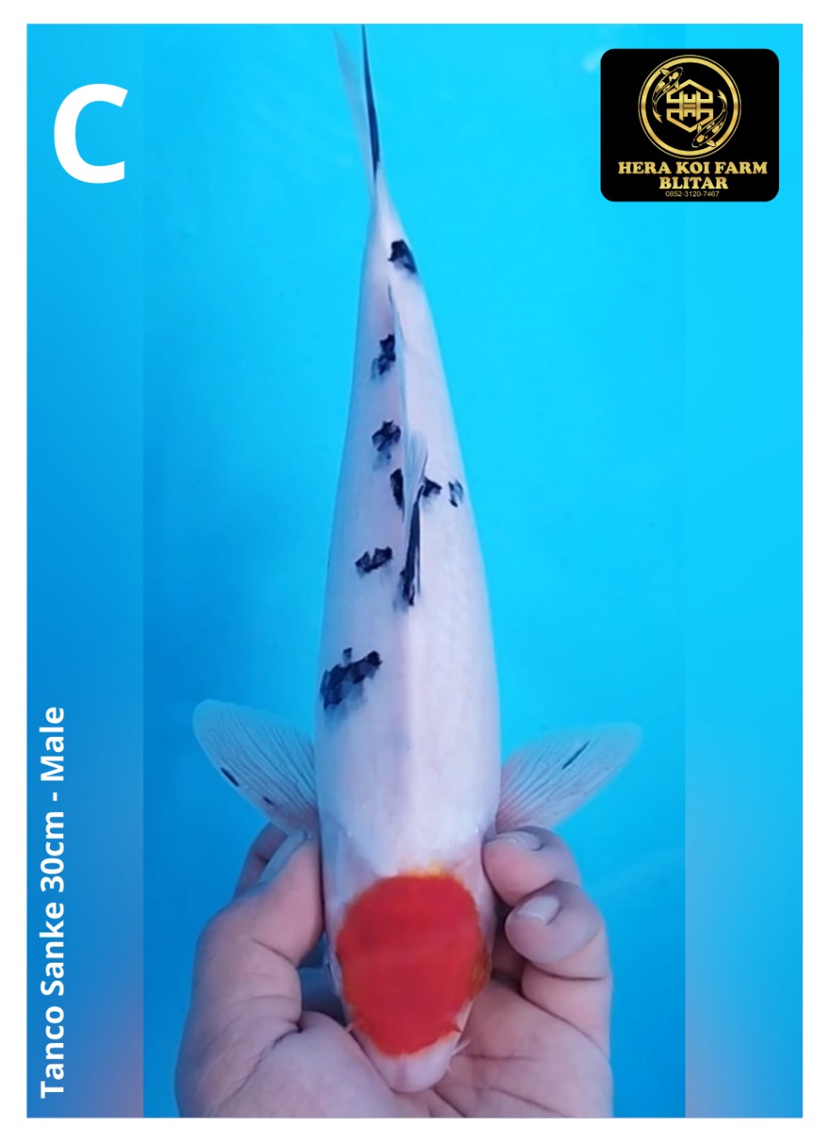 TANCO SANKE 30cm