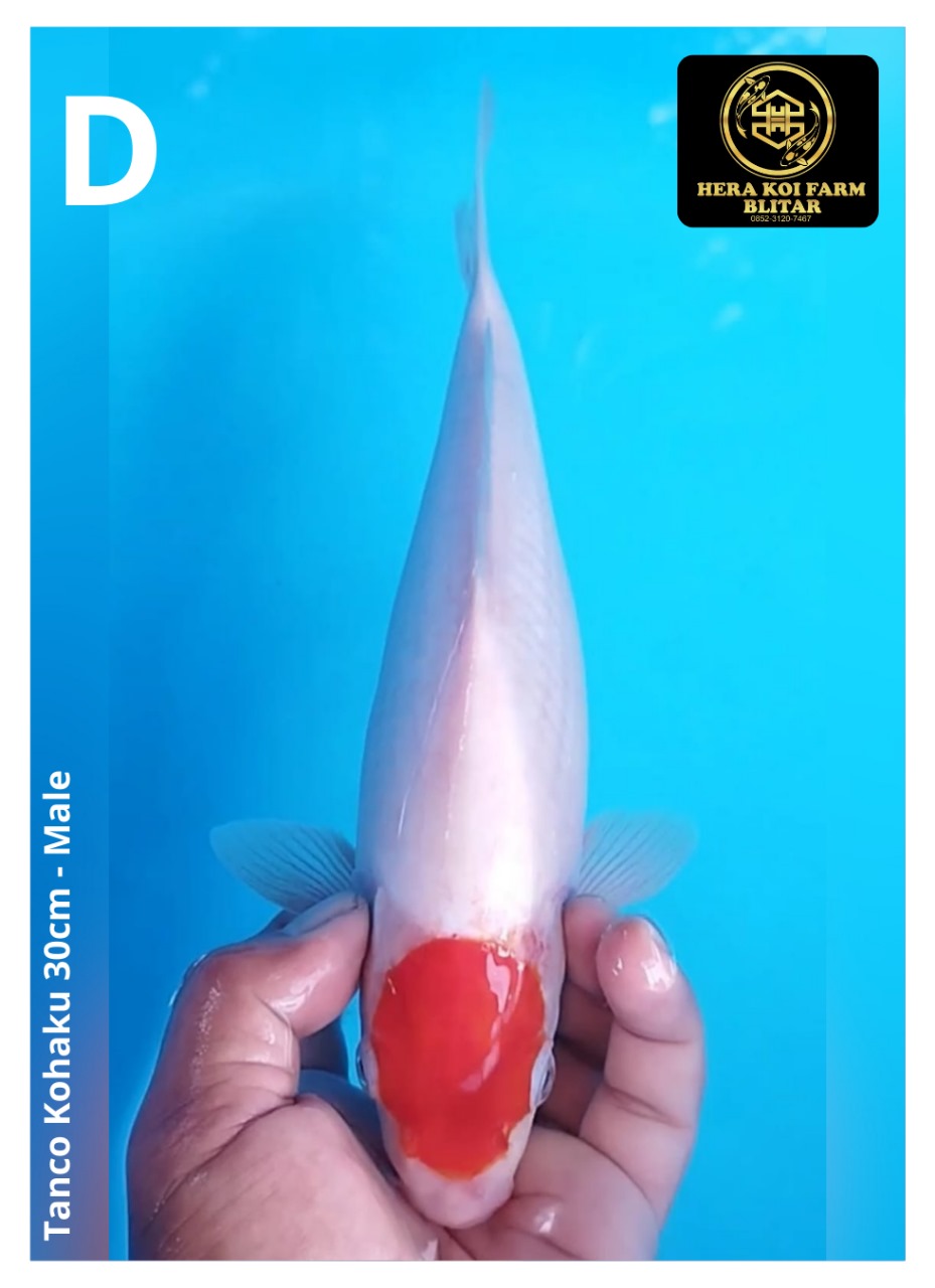 TANCO KOHAKU 30cm