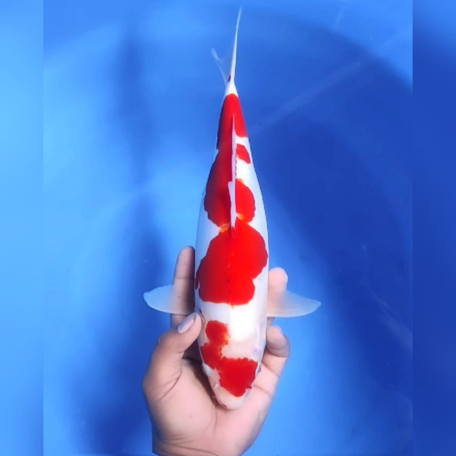 KOHAKU DOITSUMURNI 34cm