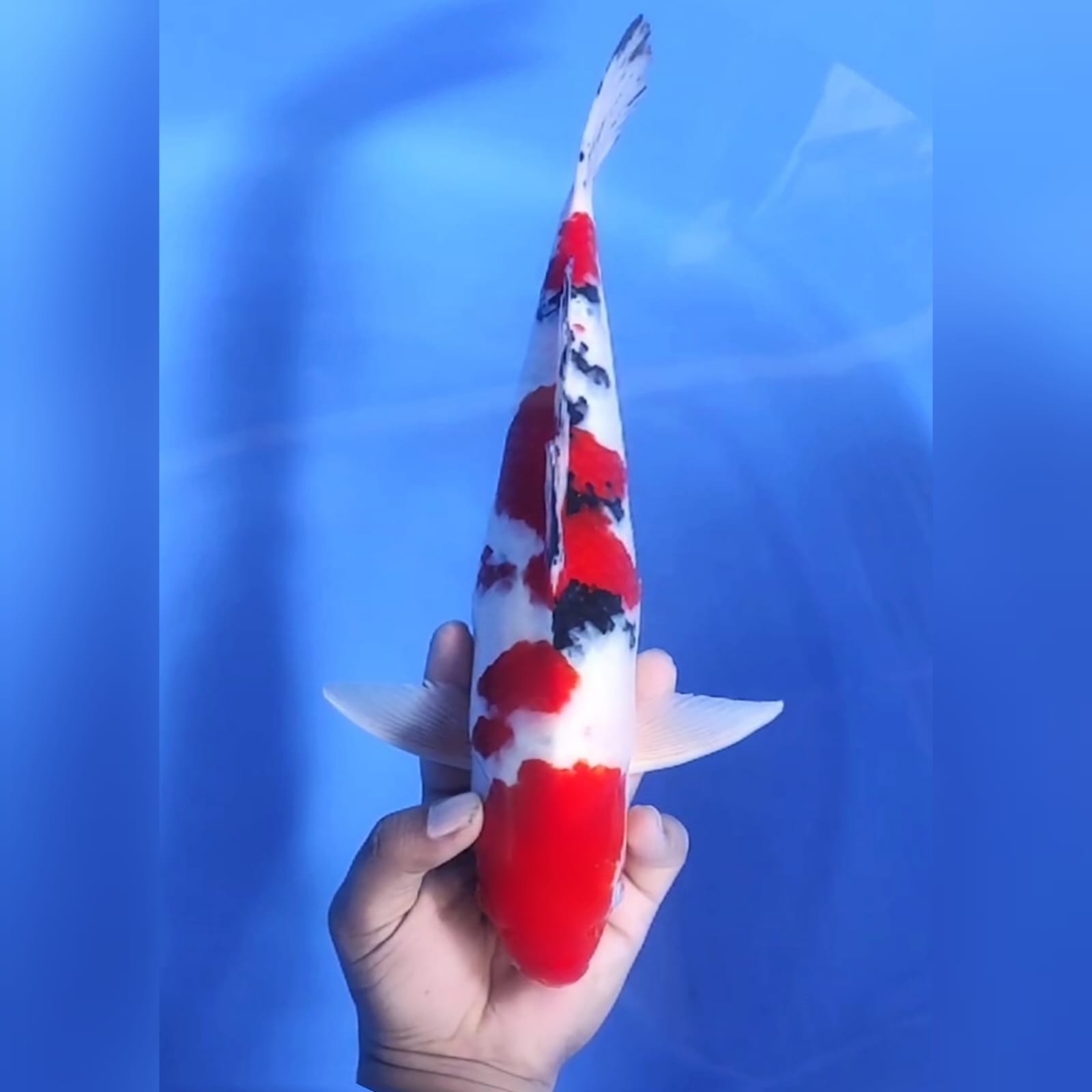 SANKE 38cm