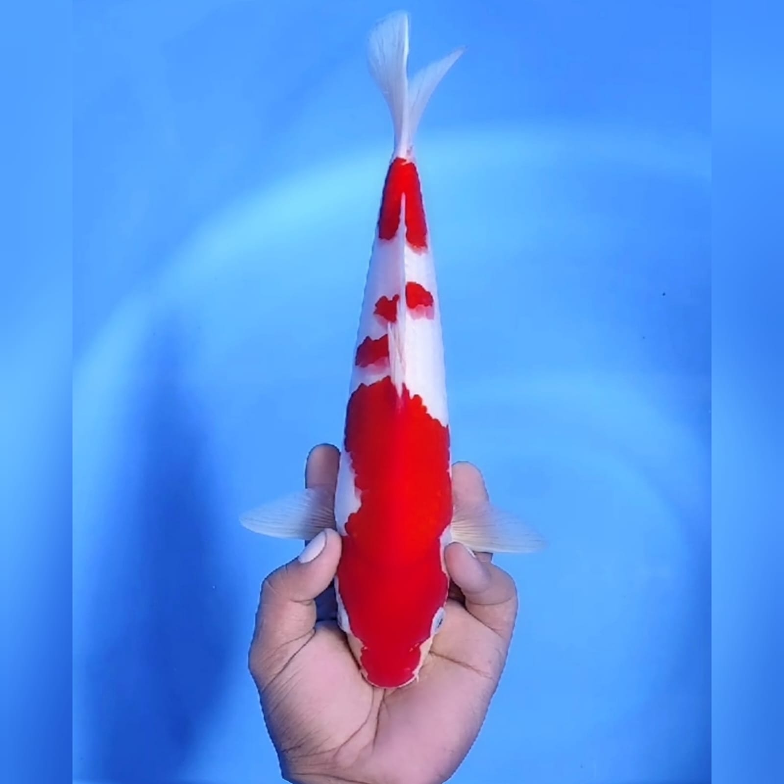 KOHAKU 33cm