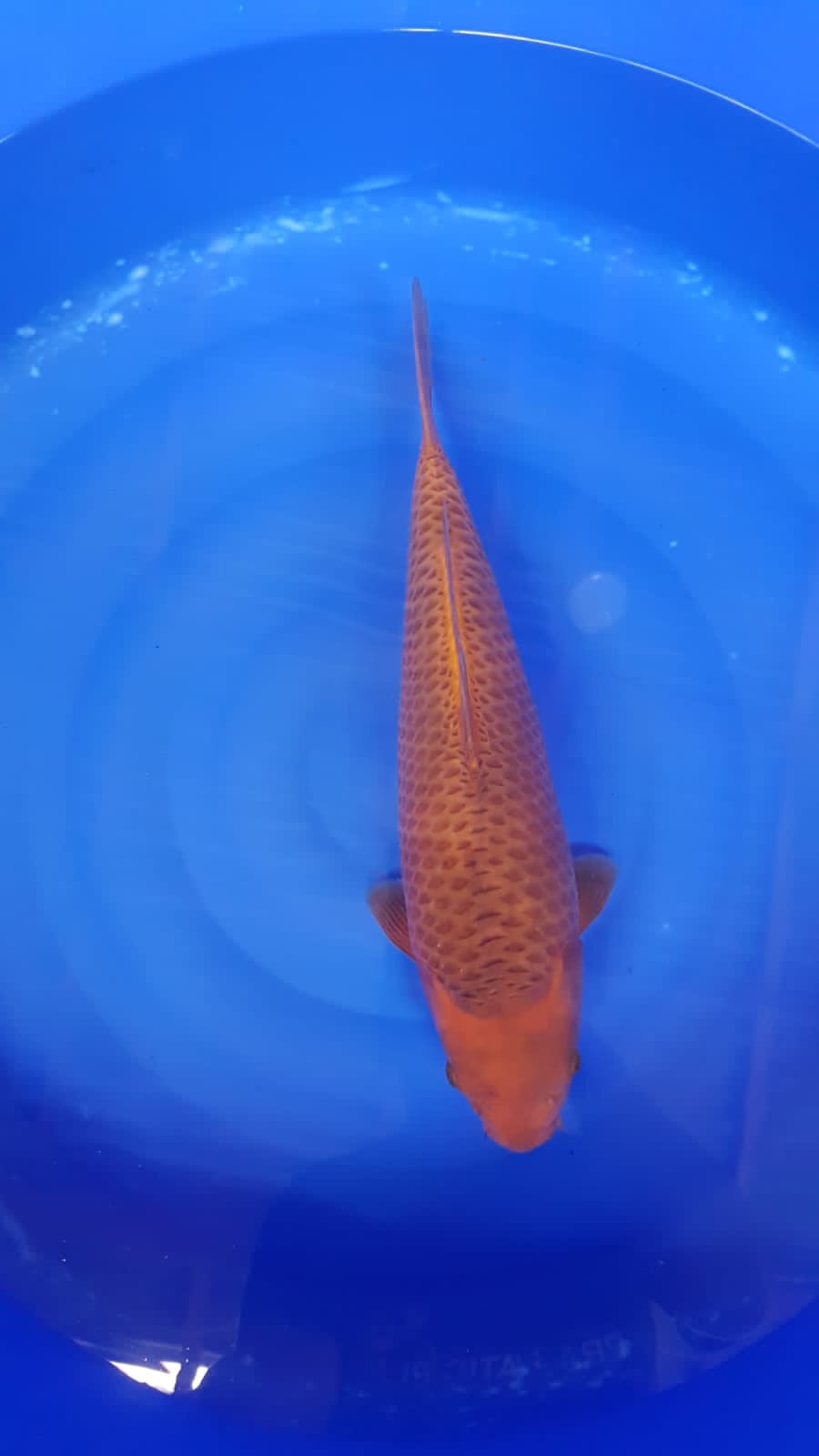 KARAMEL 44cm RUNG JOS