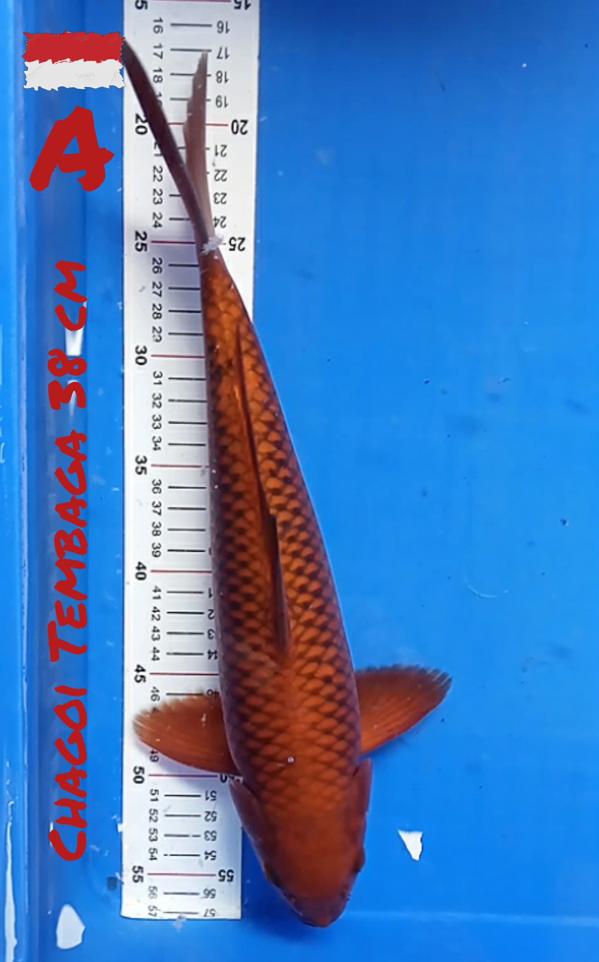 CHAGOI TEMBAGA 38cm