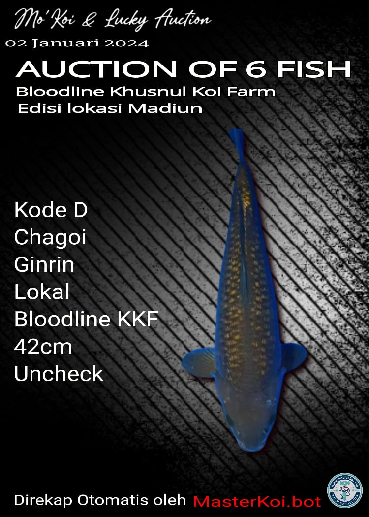 CHAGOI GINRIN LOKAL BLOODLINE KHUSNUL KOI FARM 42cm UNCHECK