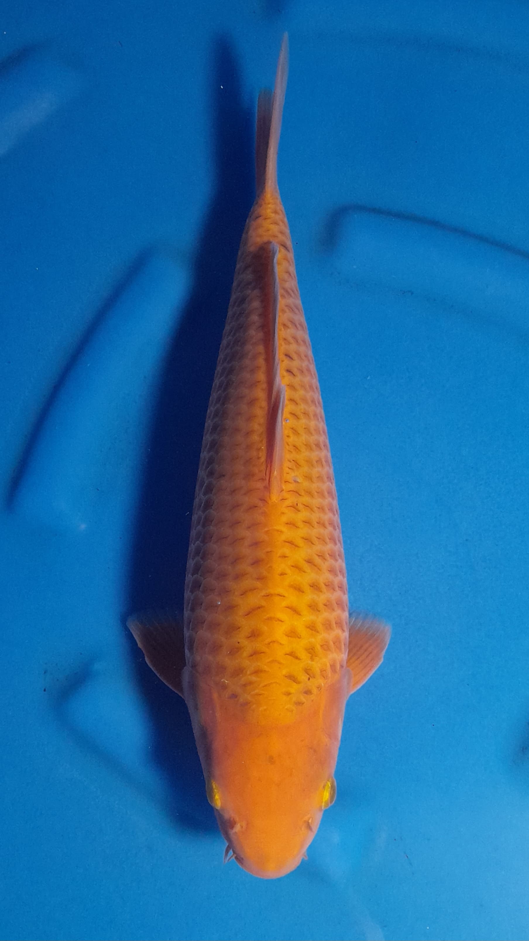 CARAMEL HQ 39cm