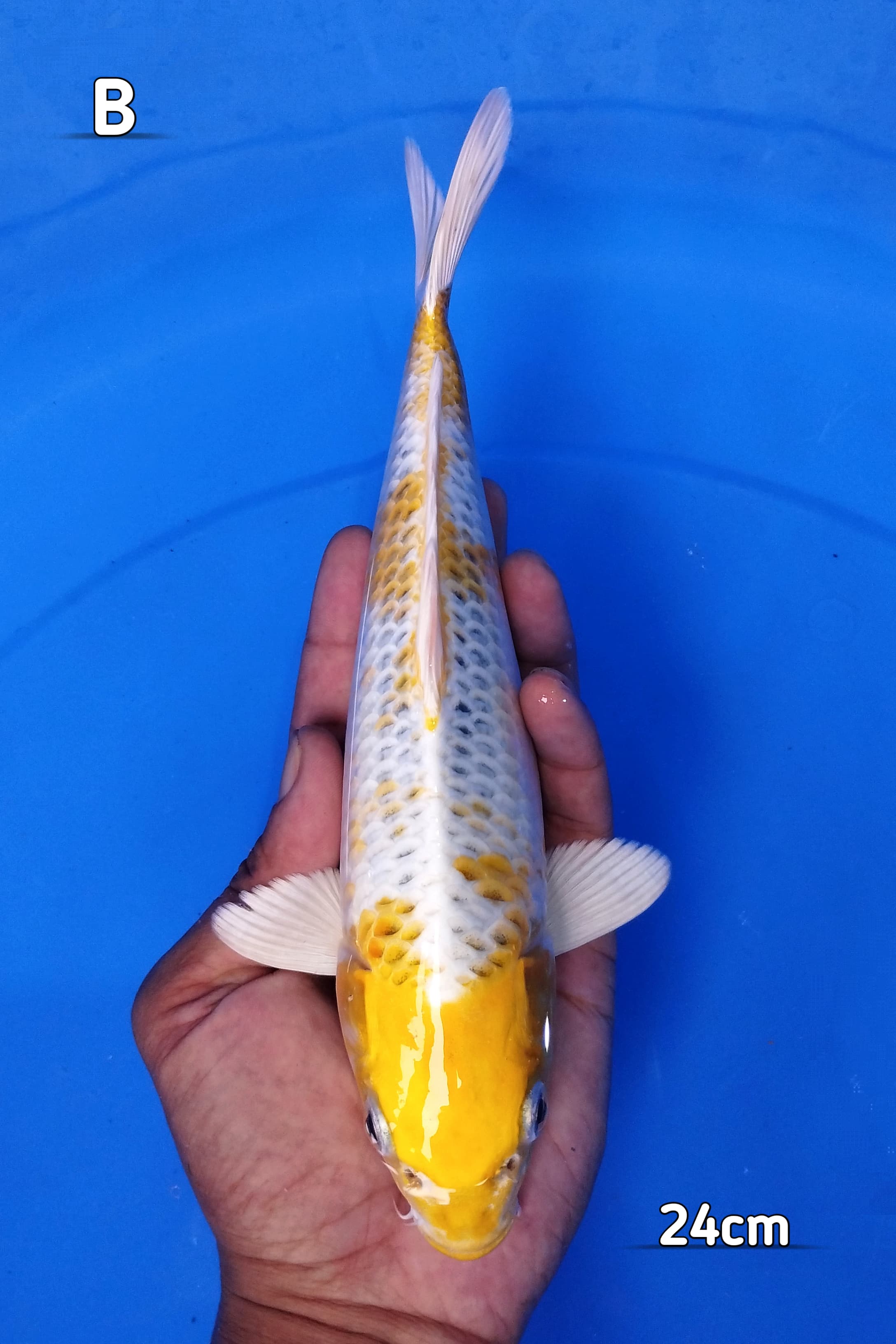 HARIWAKE HIKARI TEBAL BAHAN KEEPING 24cm