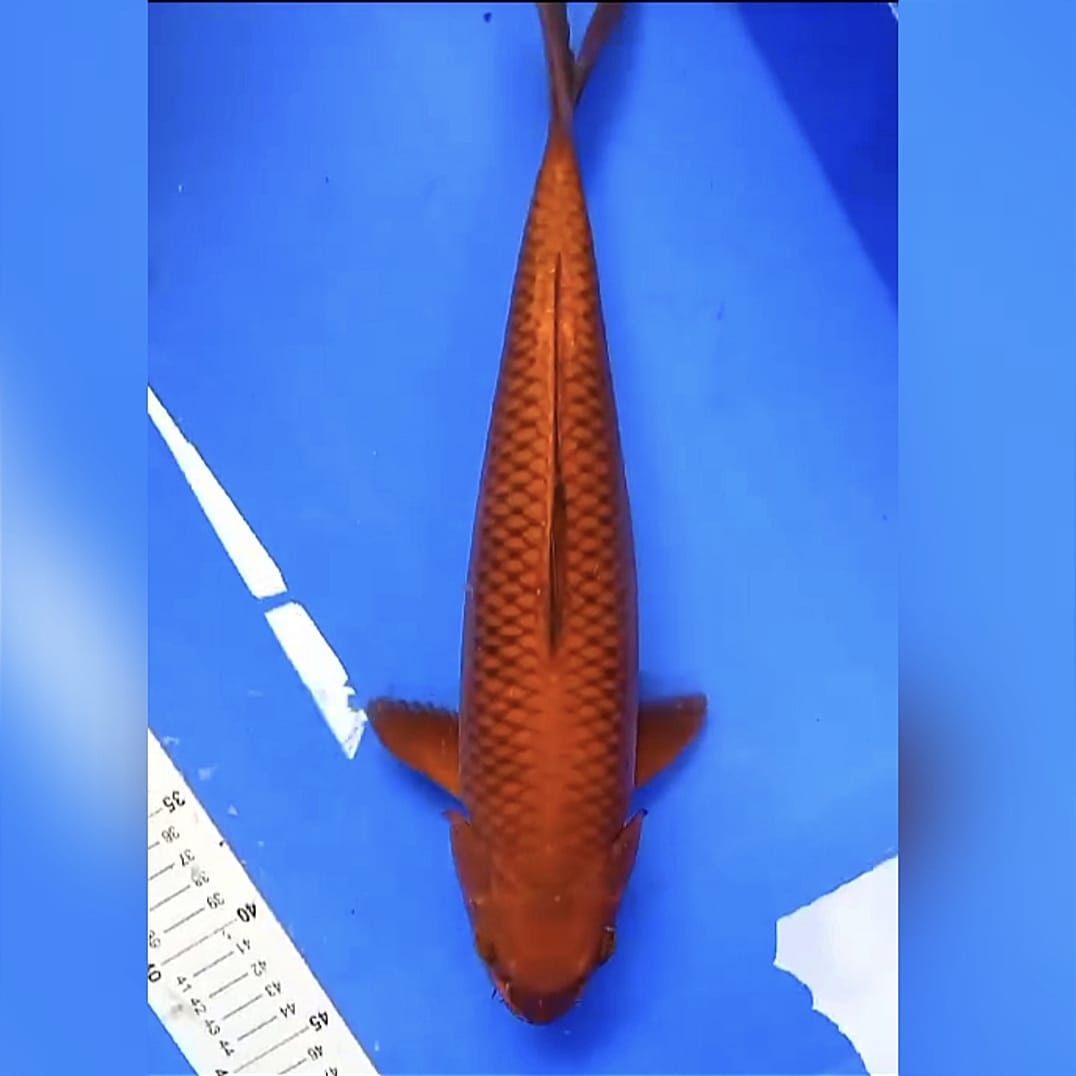 CHAGOI TEMBAGA 36cm